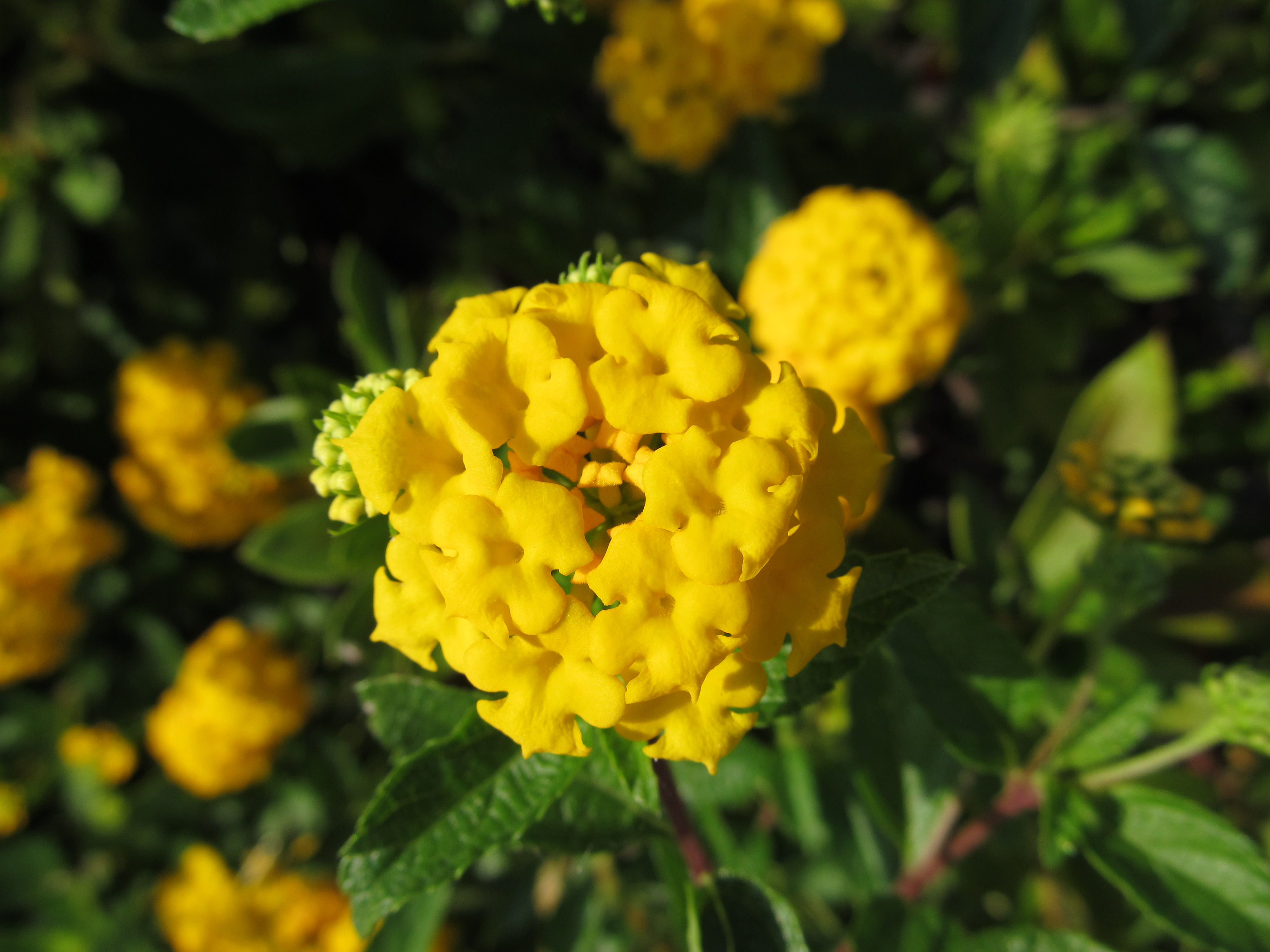 <b>PowerShot SX130 IS / 約1.8MB / 4,000×3,000 / 1/800秒 / F3.4 / 0.0EV / ISO80 / WB:オート / 5mm</b>