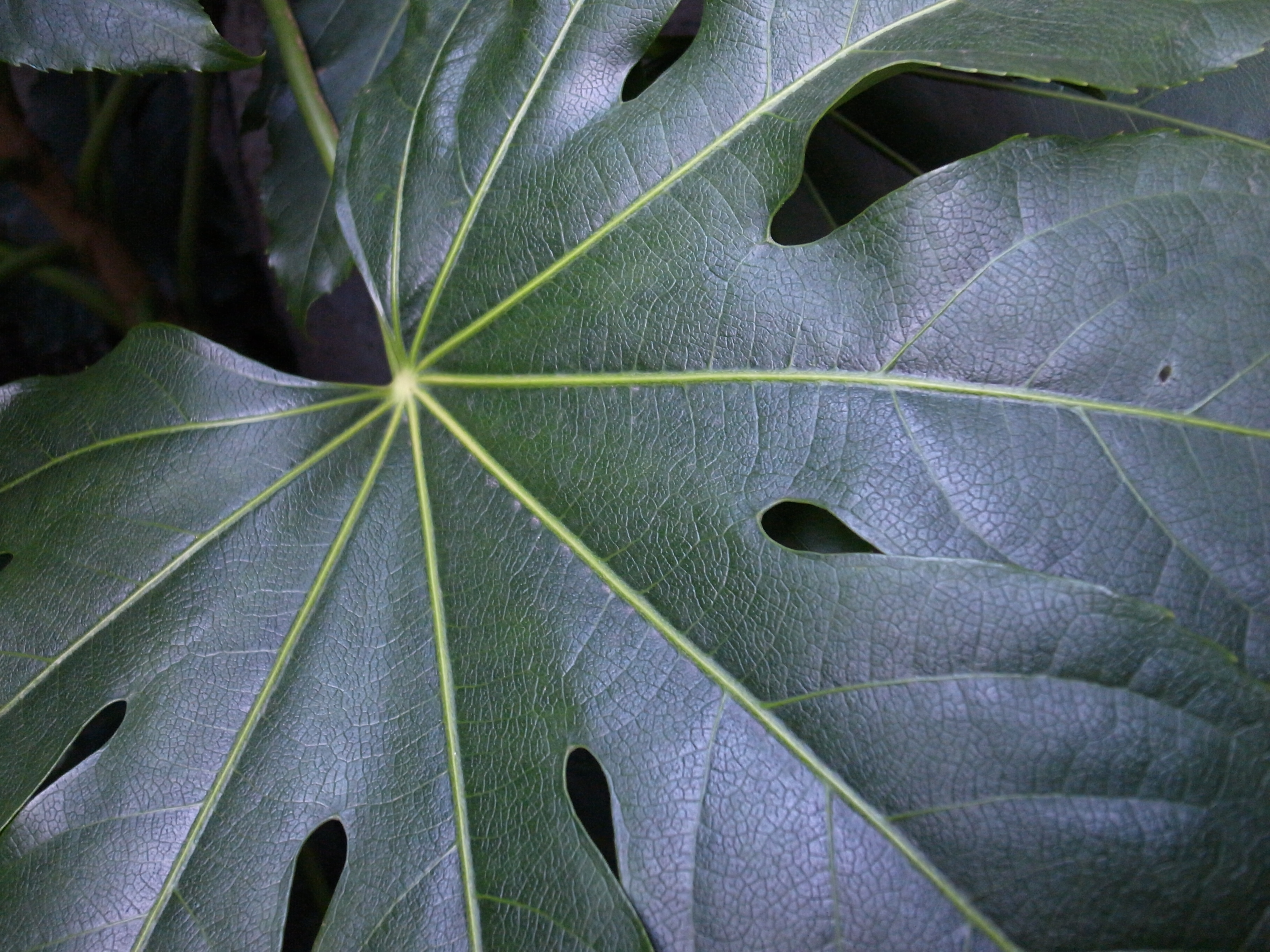 <b>通常撮影<br>GR DIGITAL III / 3,648×2,736 / 1/28秒 / F1.9 / 0EV / ISO400 / プログラム / WB:オート / 6mm</b>