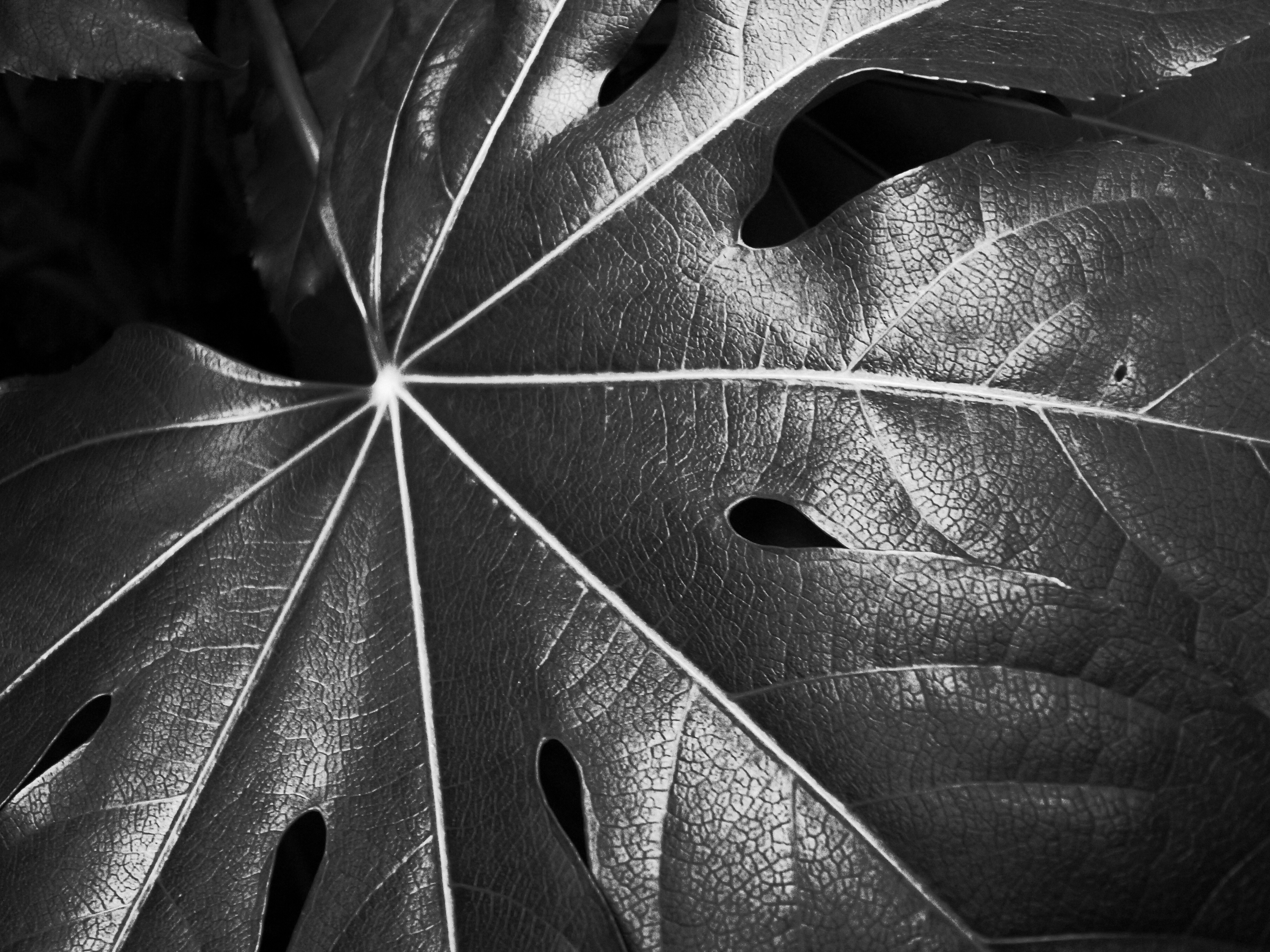 <b>ハイコントラスト白黒（コントラスト-1）<br>GR DIGITAL III / 3,648×2,736 / 1/26秒 / F1.9 / 0EV / ISO400 / プログラム / WB:オート / 6mm</b>