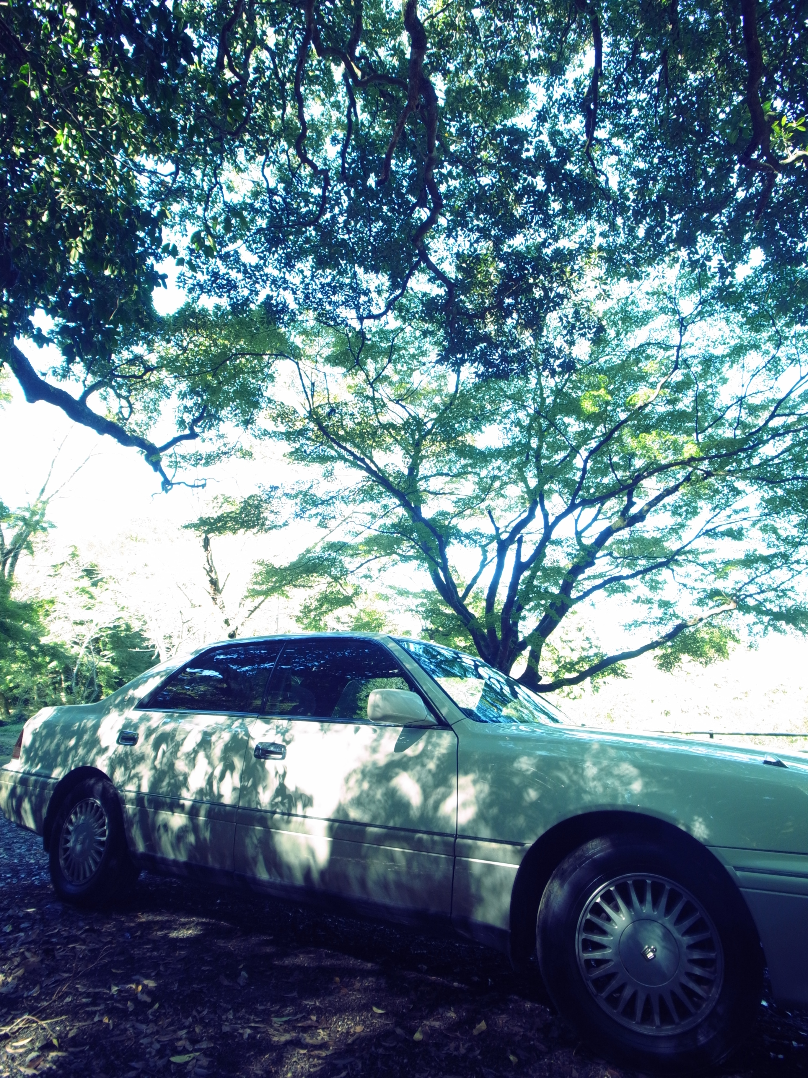 <b>クロスプロセス（色調ベーシック、コントラスト普通）<br>GR DIGITAL III / 2,736×3,648 / 1/79秒 / F2.5 / +0.7EV / ISO64 / プログラム / WB:オート / 6mm</b>