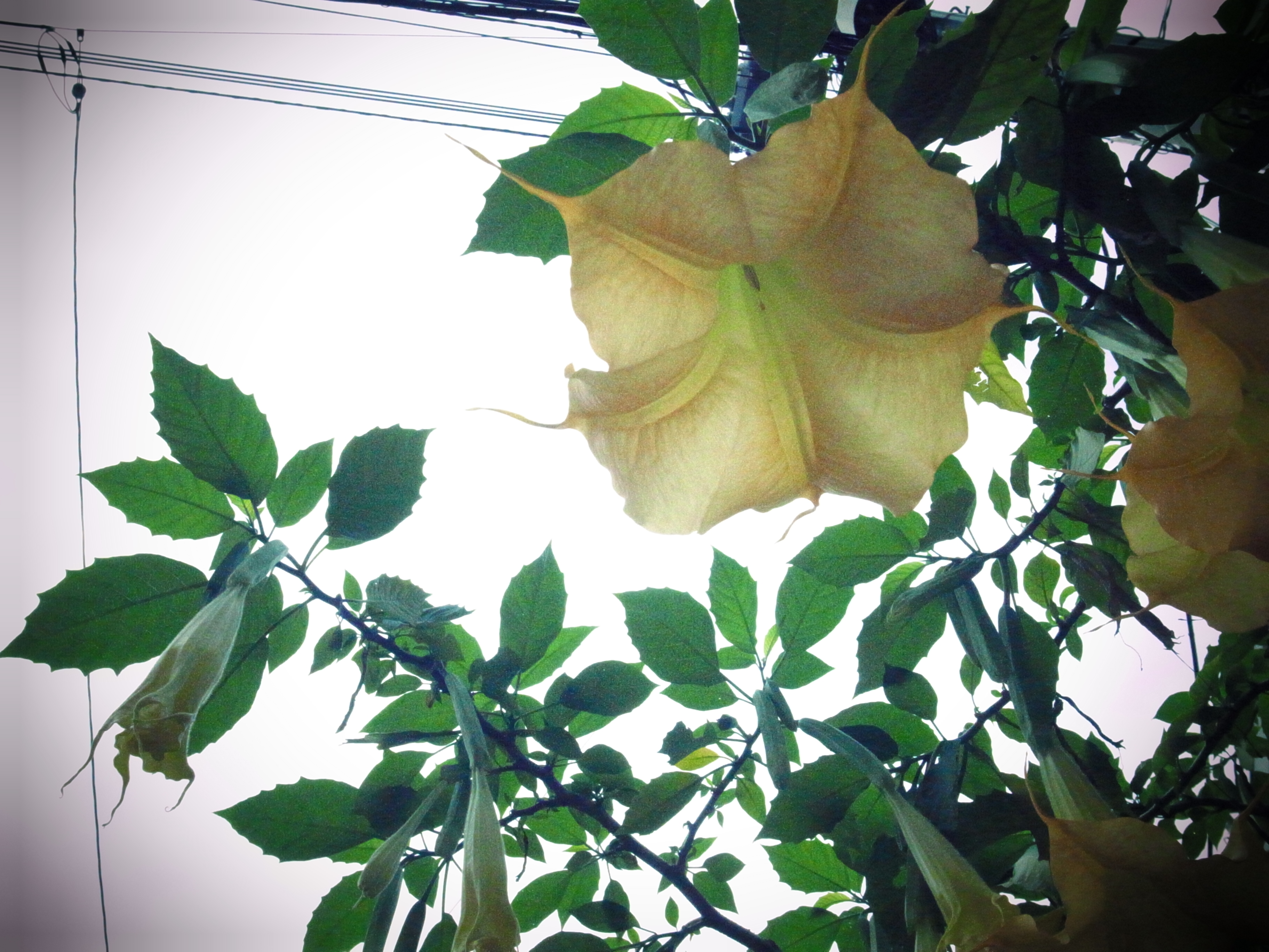 <b>クロスプロセス（色調ベーシック、コントラスト 普通、周辺減光 強）<br>GR DIGITAL III / 3,648×2,736 / 1/2,000秒 / F11 / 0EV / ISO1600 / プログラム / WB:オート / 6mm</b>