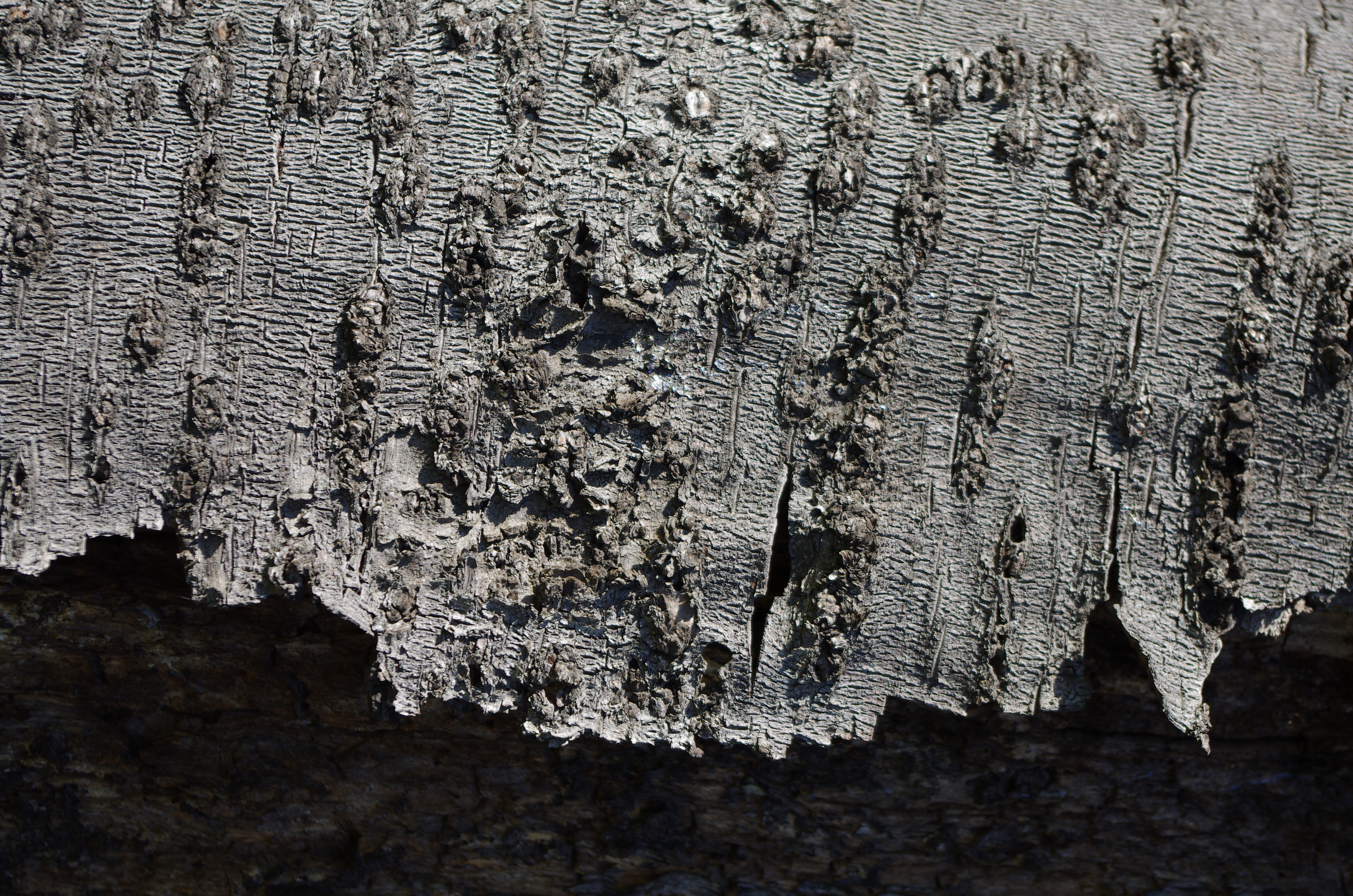 <b>K-5 / DA 18-55mm F3.5-5.6 AL WR / 約11.1MB / 3,264×4,928 / 1/200秒 / F7.1 / 0.0EV / ISO100 / WB:オート / 55mm</b>