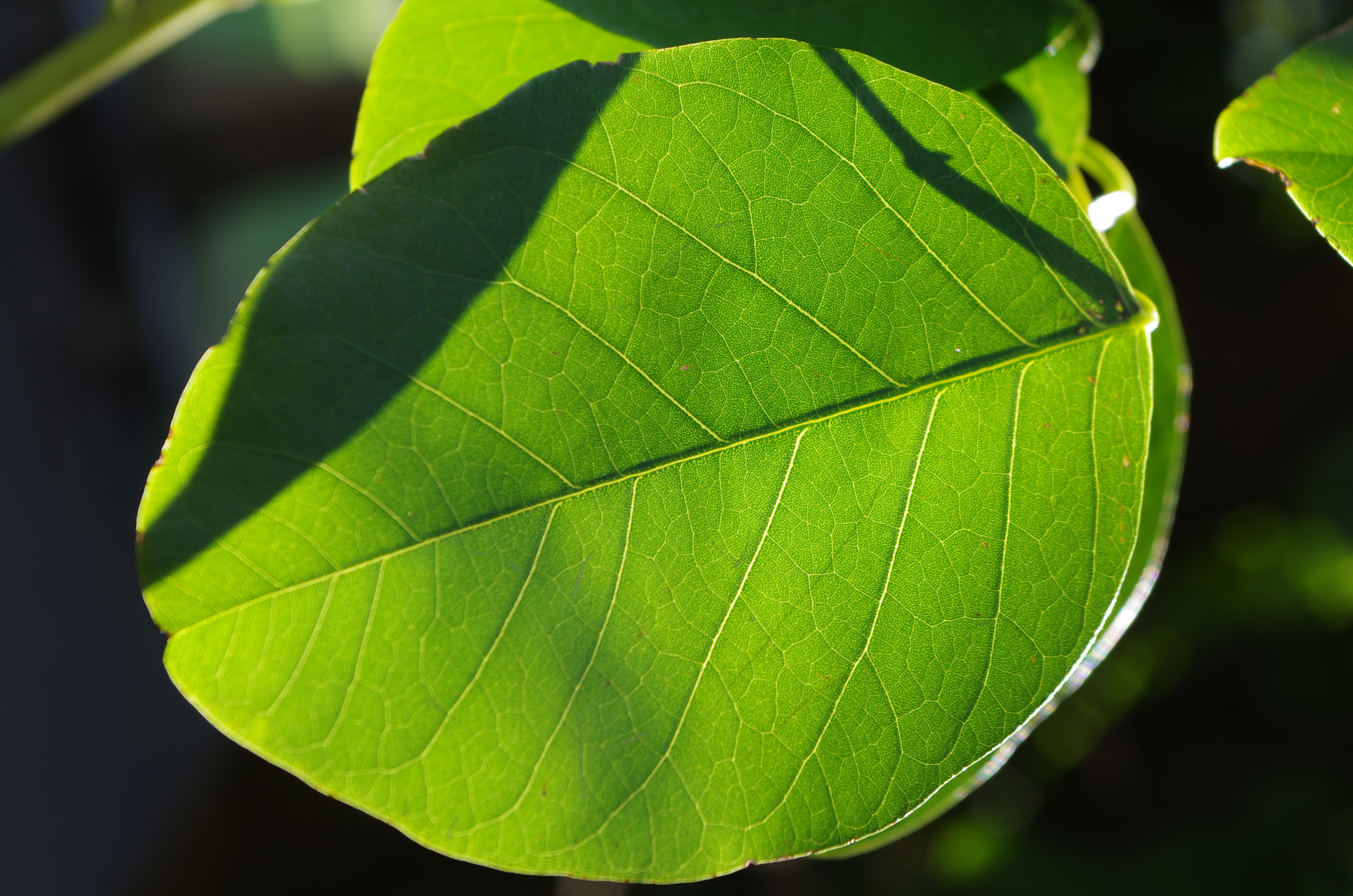 <b>K-5 / DA 18-55mm F3.5-5.6 AL WR / 約11.1MB / 3,264×4,928 / 1/50秒 / F8 / +0.3EV / ISO100 / WB:オート / 55mm</b>