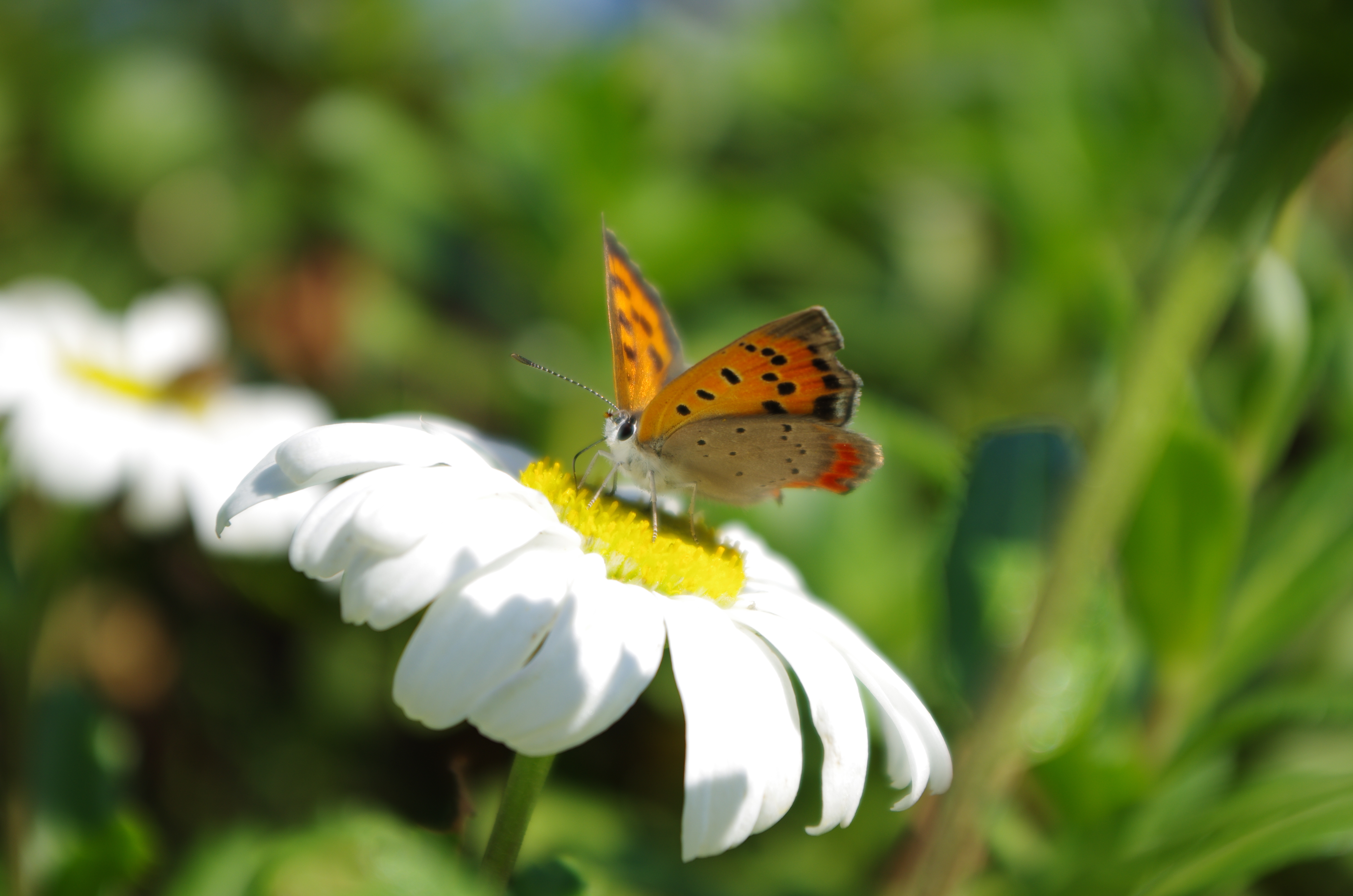 <b>K-5 / DA 18-55mm F3.5-5.6 AL WR / 約8.0MB / 4,928×3,264 / 1/400秒 / F5.6 / 0.0EV / ISO100 / WB:オート / 55mm</b>