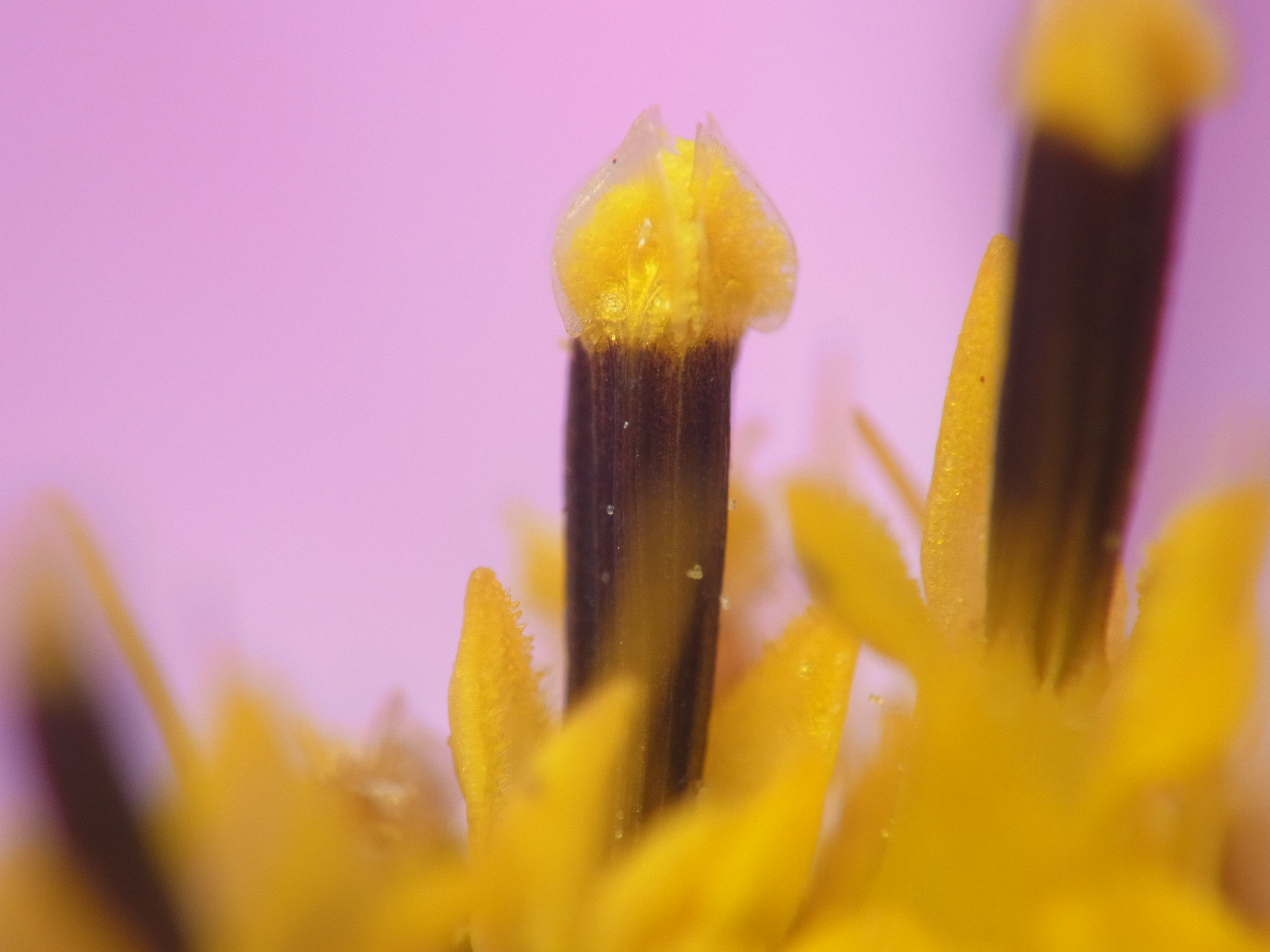 <b>まずは花シリーズから。これはコスモスのおしべで、背景のピンクは外周の花びら。先端の透明な鞘から花粉が分泌されているのが分かる。コスモスはキク科の一種で、いくつもの小さな花が集合し、大きな花を形成している<br>GXR+RICOH LENS P10 28-300mm F3.5-5.6 VC / 3,648×2,736 / 1/290秒 / F7.7 / 0EV / ISO100 / 絞り優先AE / WB:オート / 52.5mm</b>