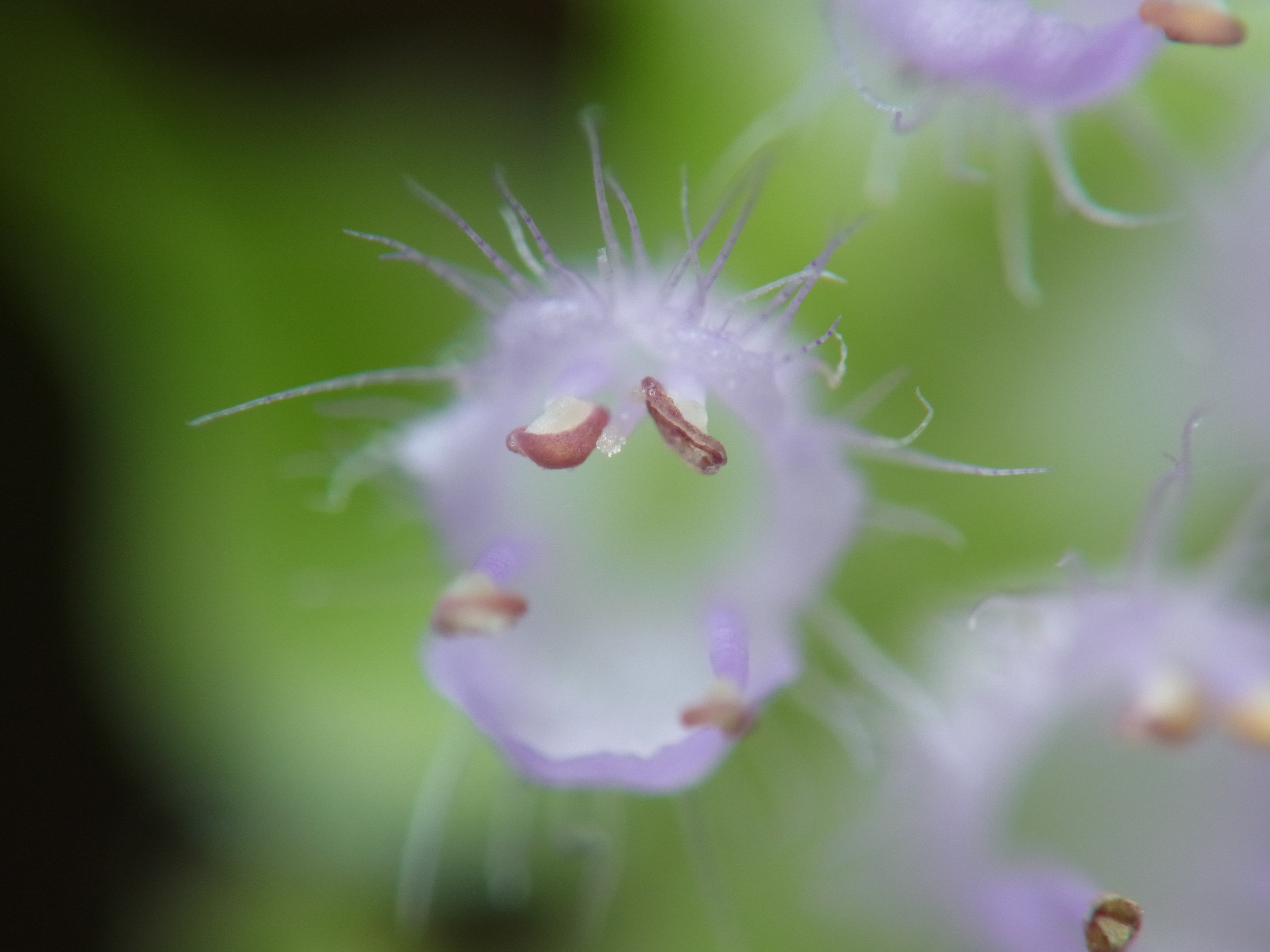 <b>ナギナタコウジュは穂に小さな花をたくさん付けるが、こうして拡大すると、イソギンチャクのような無脊椎動物にも見える。おしべに挟まれためしべの先端に、花粉が付着しているのも確認できる。シソ科の一種で、葉には独特の香りがある<br>GXR+RICOH LENS P10 28-300mm F3.5-5.6 VC / 3,648×2,736 / 1/290秒 / F7.7 / 0EV / ISO100 / 絞り優先AE / WB:オート / 52.5mm</b>