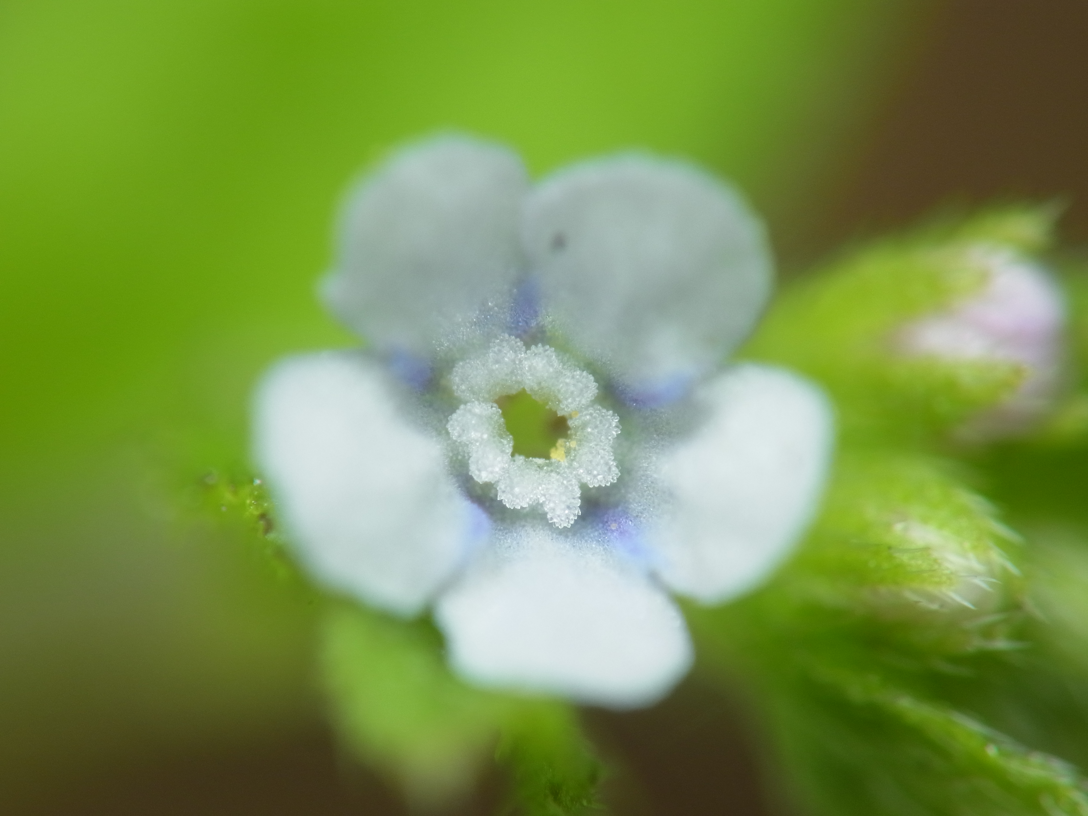 <b>砂糖菓子のような質感のハナイバナの花。まさに細胞の粒でできているのがわかる。これもどこにでも見かける雑草で、葉の間に小さく目立たない花を咲かせることから「葉内花」の名称がある<br>GXR+RICOH LENS P10 28-300mm F3.5-5.6 VC / 3,648×2,736 / 1/290秒 / F7.7 / 0EV / ISO100 / 絞り優先AE / WB:オート / 52.5mm</b>