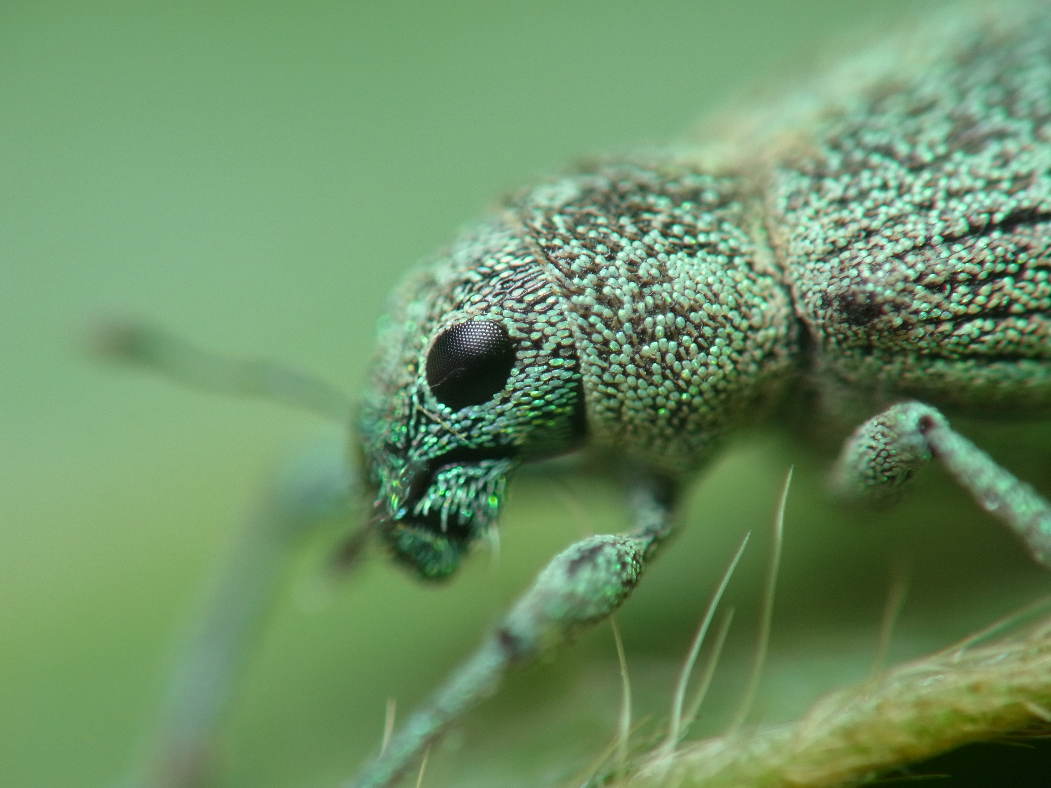 <b>コフキゾウムシの複眼はオオカマキリに比べて“画素数”がだいぶ少ないが、クズの葉を大人しく食べるだけの虫なので、これでも困らないのかも知れない。体を覆う「鱗毛」は螺鈿細工のようで美しいが、肉眼では名前の通り、粉がふいたようにしか見えない<br>GXR+RICOH LENS P10 28-300mm F3.5-5.6 VC / 3,648×2,736 / 1/290秒 / F5.6 / 0EV / ISO100 / 絞り優先AE / WB:オート / 52.5mm</b>