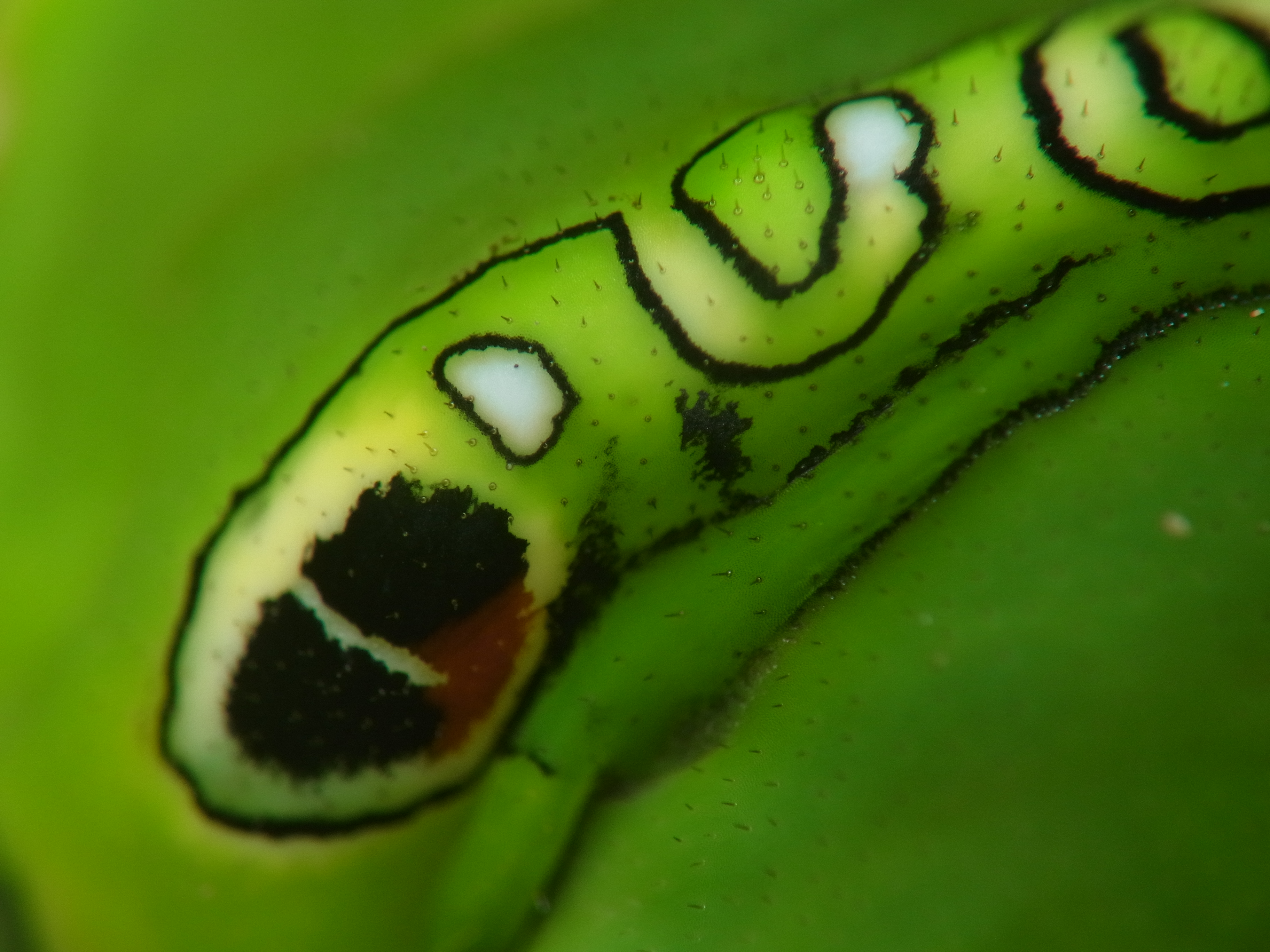 <b>ミカンの葉に止まっていたアゲハの幼虫の目玉模様を撮ってみたのだが、思わず感動してしまった。画像をピクセル等倍に拡大すると、実に不思議な“光景”が広がり、宇宙の果ての知らない惑星にでも降り立った気分になる<br>GXR+RICOH LENS P10 28-300mm F3.5-5.6 VC / 3,648×2,736 / 1/290秒 / F7.7 / 0EV / ISO100 / 絞り優先AE / WB:オート / 52.5mm</b>