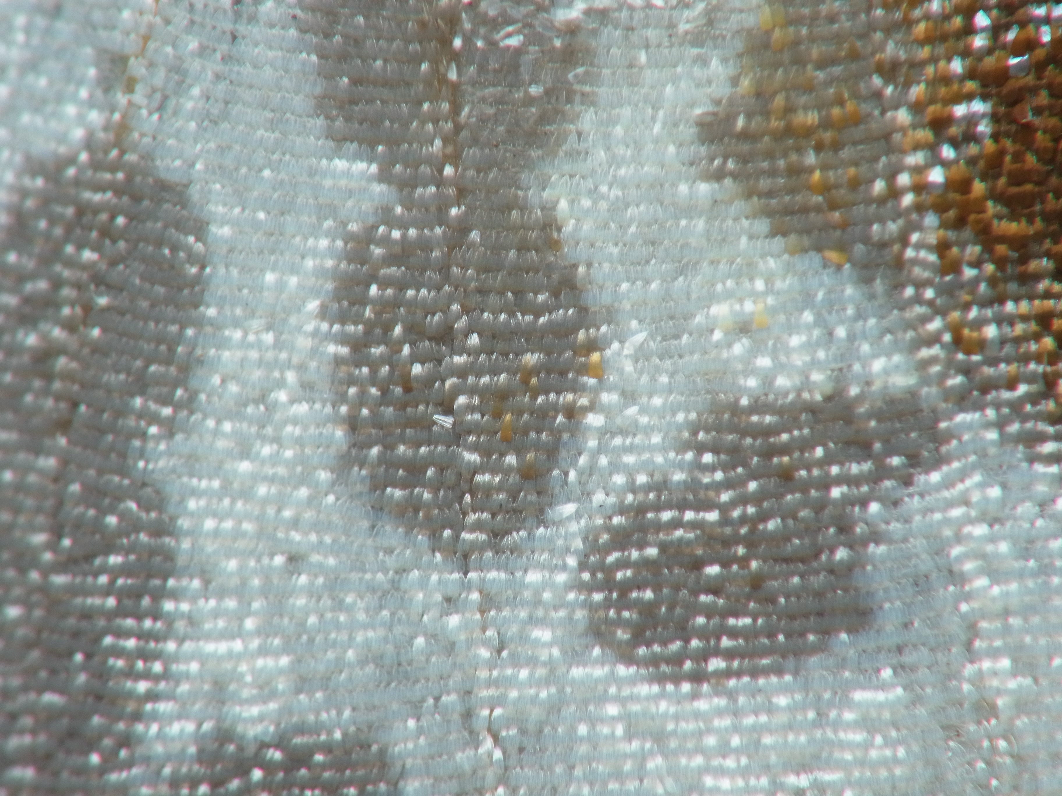 <b>ユウマダラエダシャクというガの一種、の羽の一部分。まるで絹織物のような独特の光沢があって、美しすぎる。人間が芸術を産み出すはるか以前から、このような“芸術的造形物”が自然に存在することを考えると“芸術とは何か”がますますわからなくなってくる<br>GXR+RICOH LENS P10 28-300mm F3.5-5.6 VC / 3,648×2,736 / 1/290秒 / F7.7 / 0EV / ISO100 / 絞り優先AE / WB:オート / 52.5mm</b>