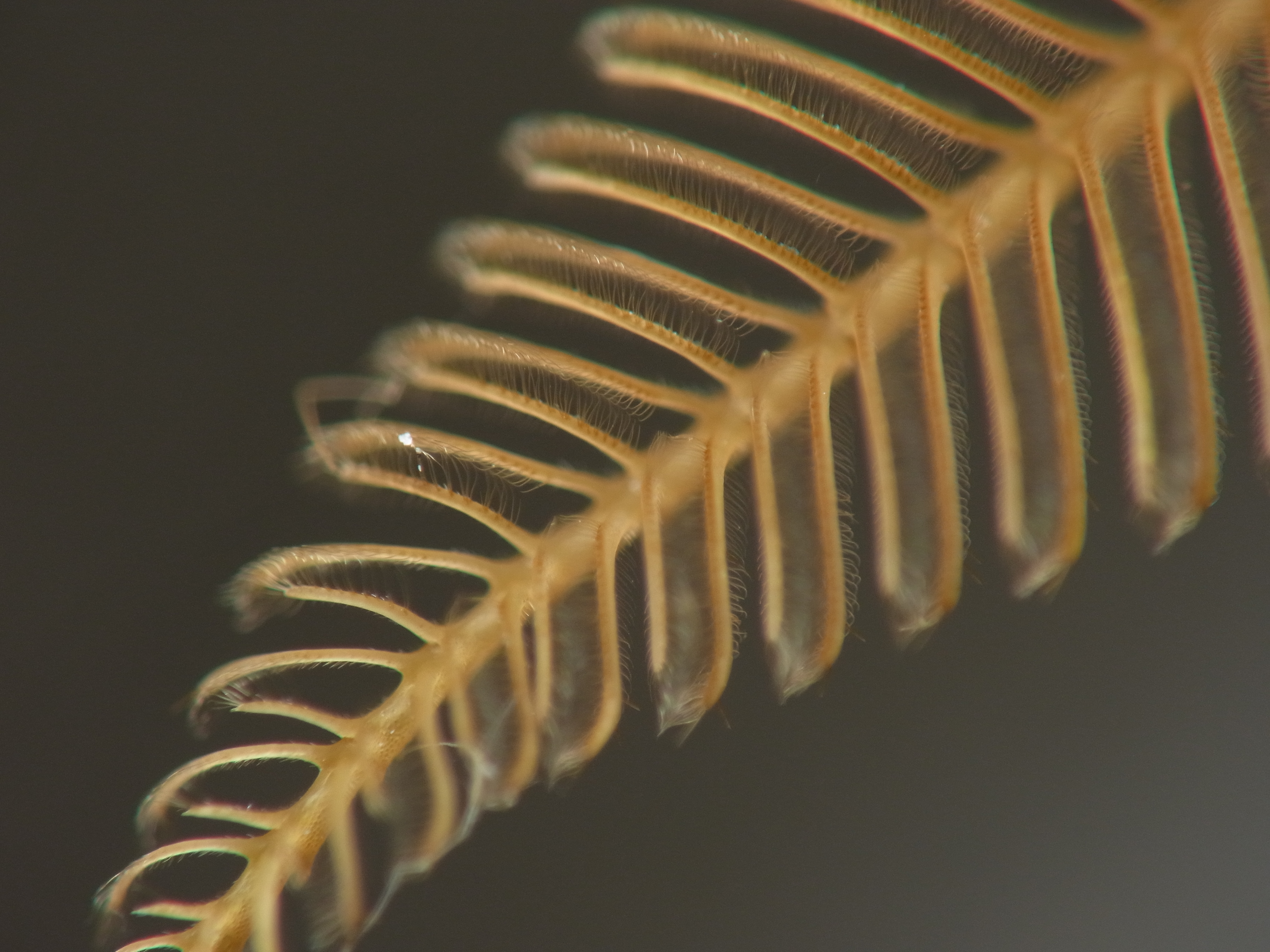 <b>クスサンというガの一種の、オスの触角。メスが分泌するフェロモン（誘引化学物質）をキャッチするため、レーダーアンテナのように細かい毛が分岐している。「分岐」という点で考えると、植物に共通の構造を見ることもできるだろう<br>GXR+RICOH LENS P10 28-300mm F3.5-5.6 VC / 3,648×2,736 / 1/290秒 / F5.6 / 0EV / ISO100 / 絞り優先AE / WB:オート / 52.5mm</b>