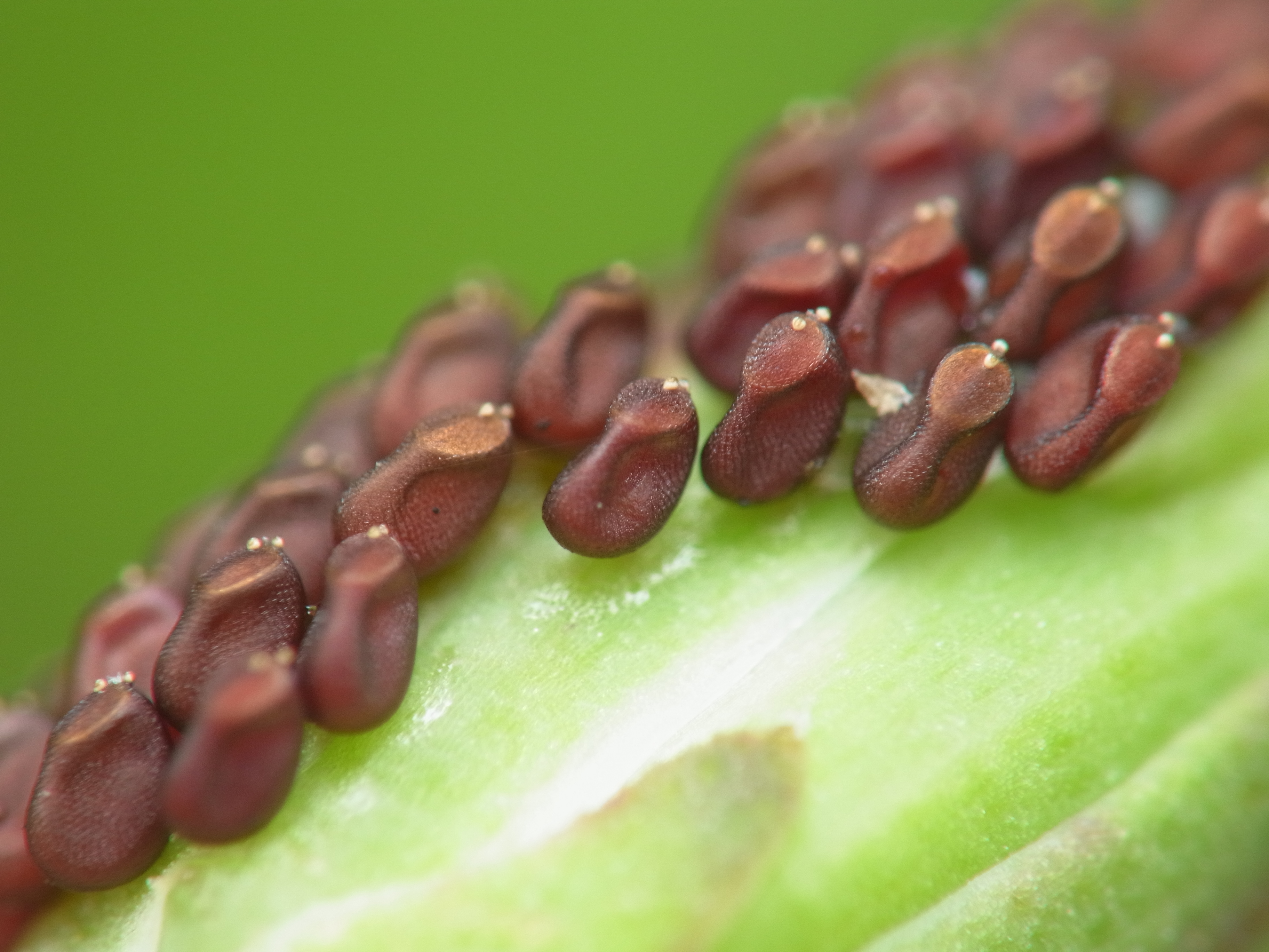 <b>不思議な形状の壺のような物体が並んでいる。実際こういうオブジェ作品があってもおかしくないだろう。実はブチヒメヘリカメムシの卵で、トゲヂシャという植物のつぼみに産み付けられている。カメムシの仲間は変わった形の卵を産む種類が多い<br>GXR+RICOH LENS P10 28-300mm F3.5-5.6 VC / 3,648×2,736 / 1/50秒 / F7.7 / 0EV / ISO100 / マニュアル / WB:オート / 52.5mm</b>