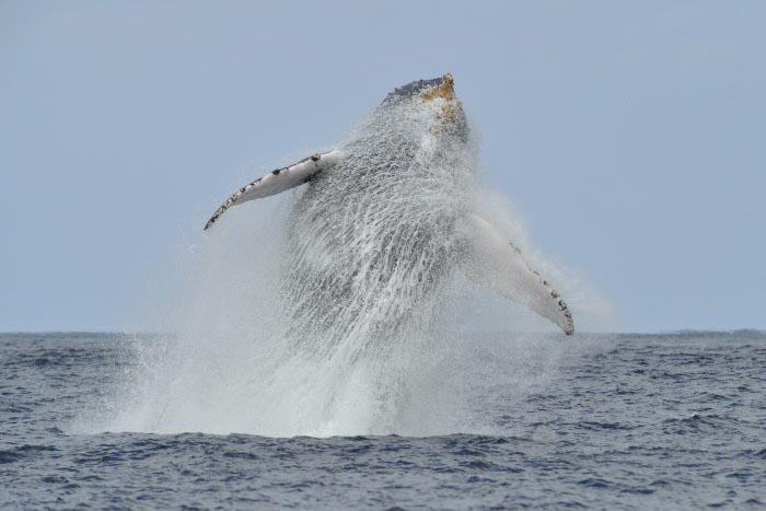 <b>（c）大沢利裕</b>