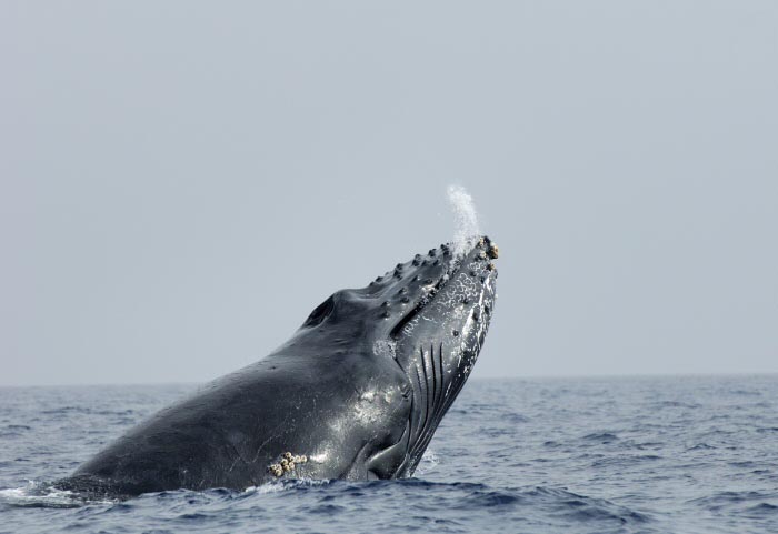 <b>（c）大沢利裕</b>