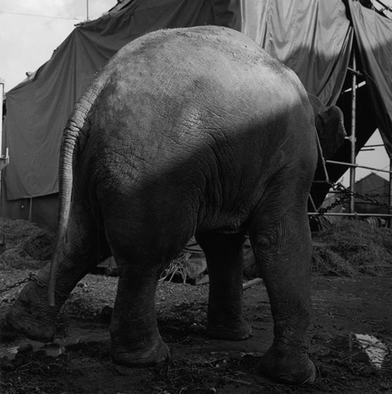 <b>Zo, 1983 (c)三好耕三</b>