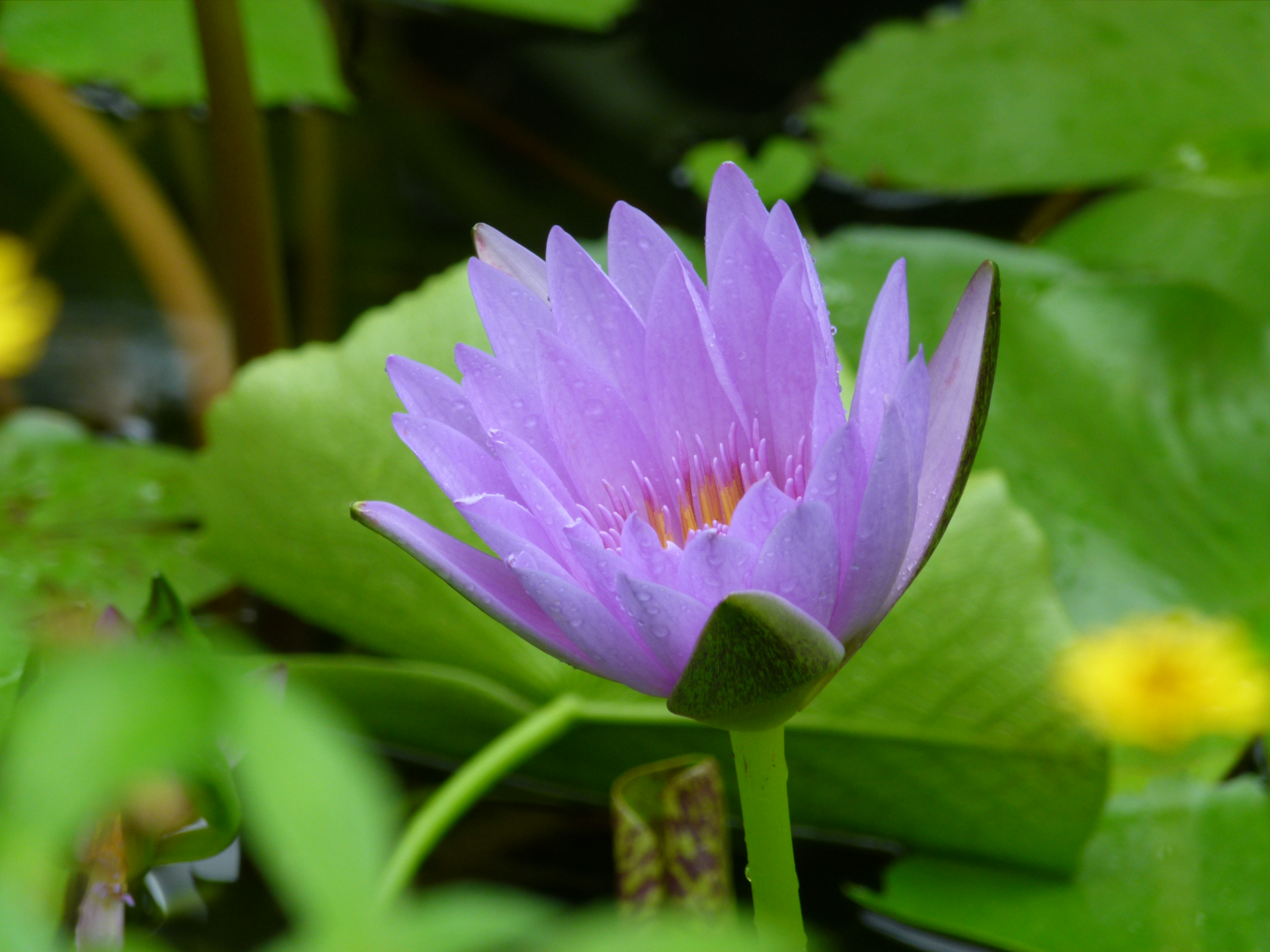 <b>望遠端<br>DMC-FZ100 / 約4.8MB / 4,320×3,240 / 1/6秒 / F5.2 / 0.0EV / ISO100 / WB:オート / 108mm</b>