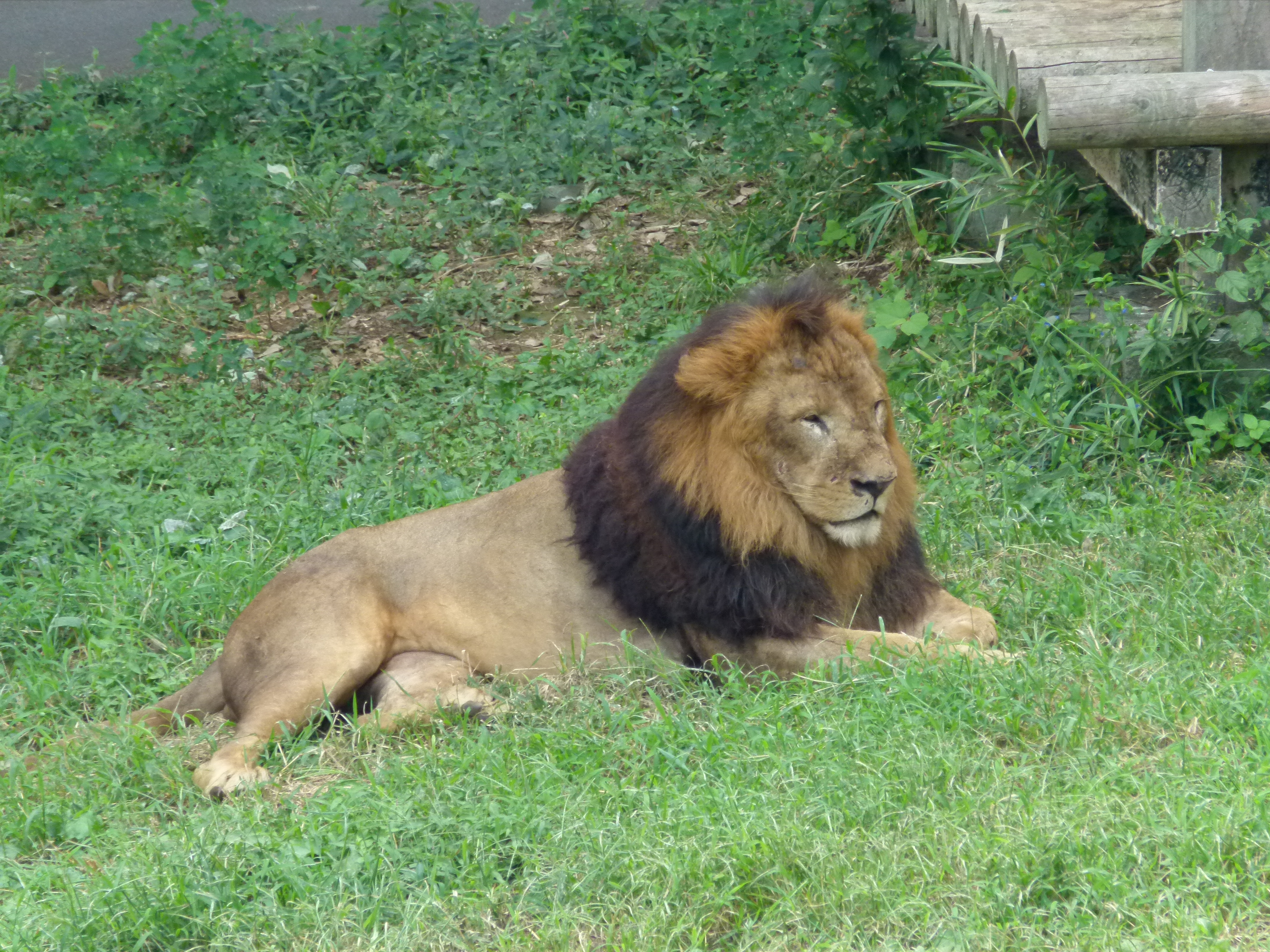<b>通常の光学ズーム（24倍/600mm相当）<br>DMC-FZ100 / 約5.1MB / 4,320×3,240 / 1/125秒 / F5.2 / 0.0EV / ISO320 / WB:晴天 / 108mm</b>