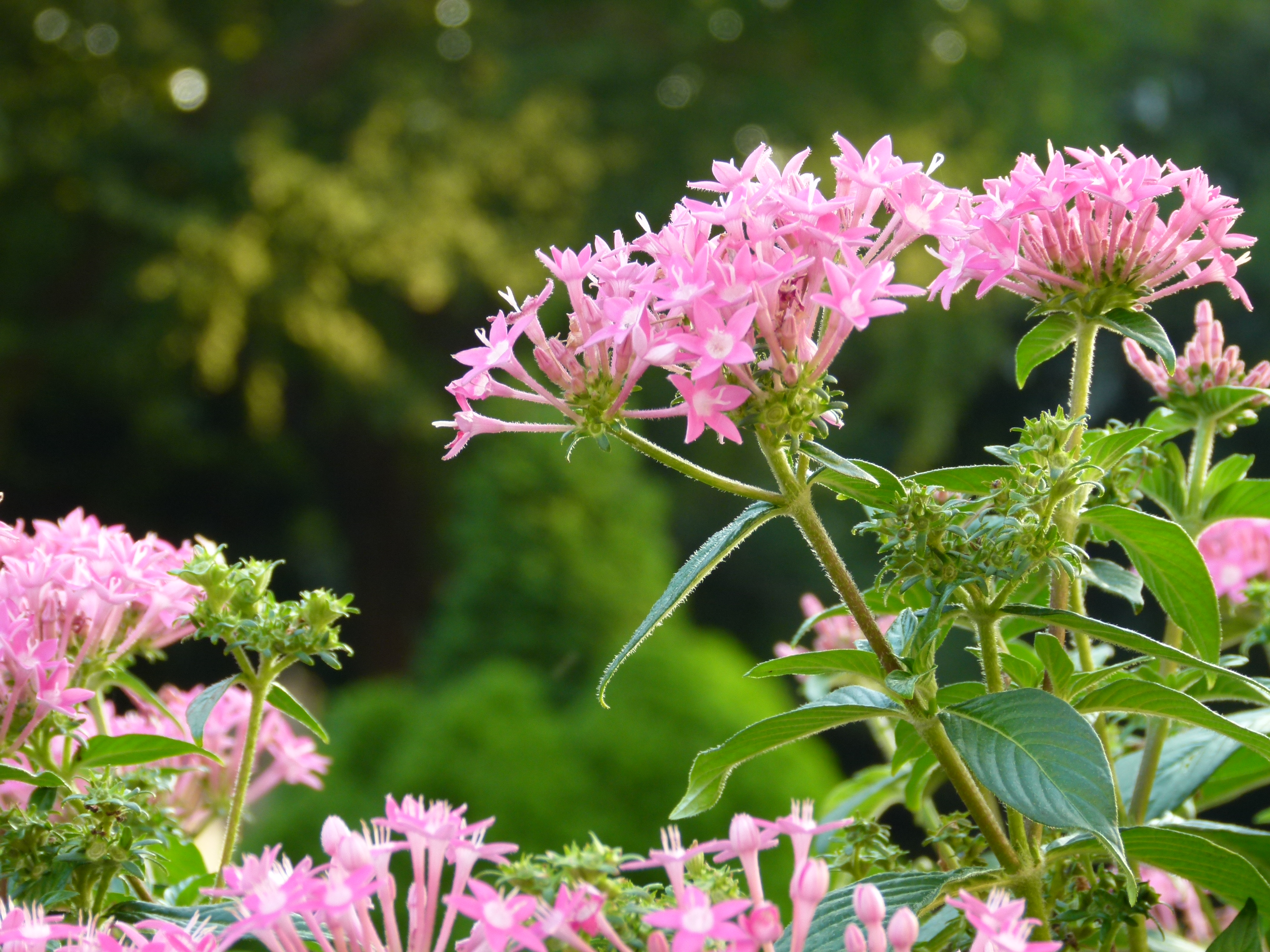 <b>DMC-FZ100 / 約5.2MB / 4,320×3,240 / 1/30秒 / F3.6 / 0.0EV / ISO100 / WB:曇り / 22.2mm</b>