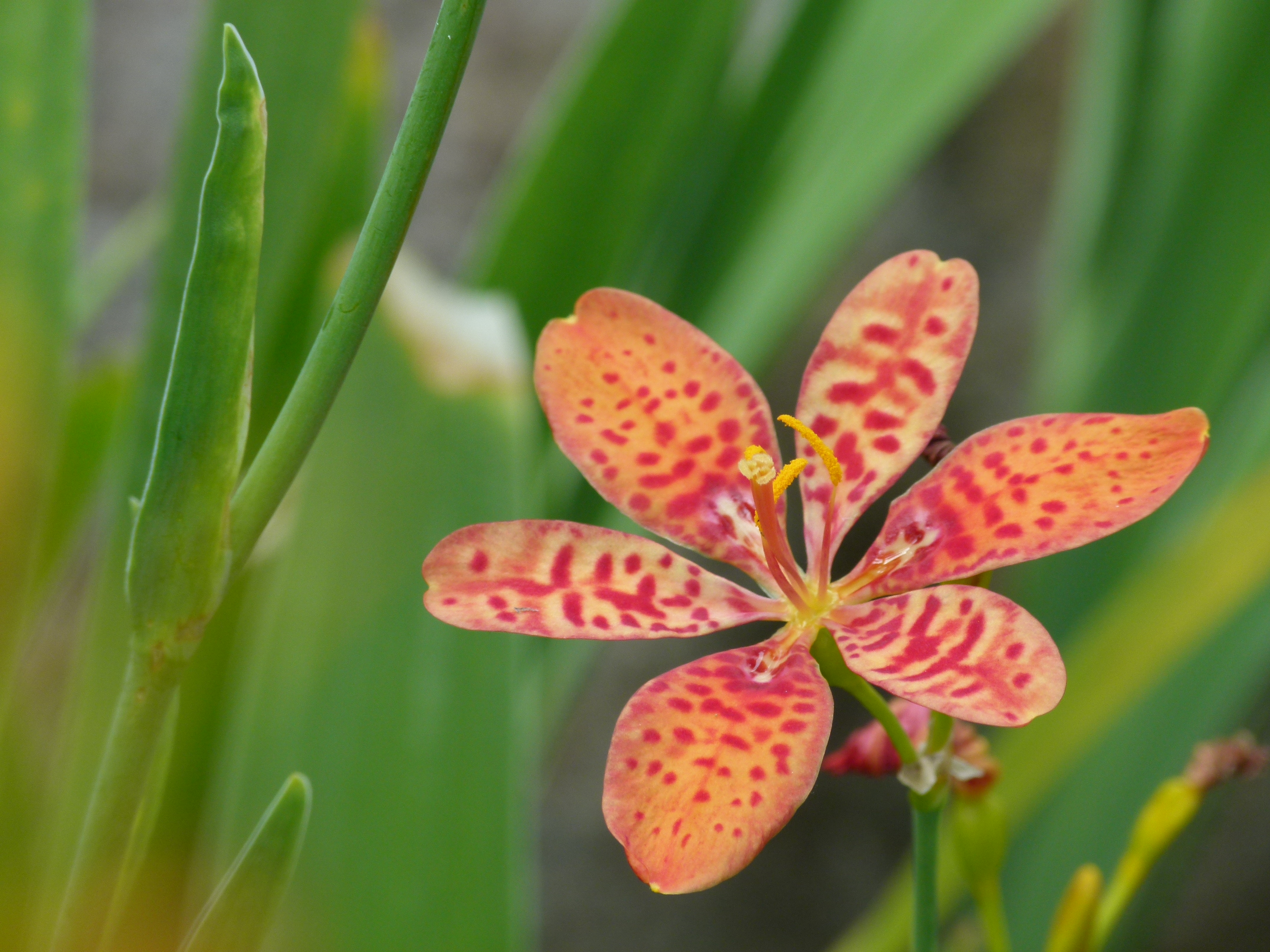 <b>DMC-FZ100 / 約4.9MB / 4,320×3,240 / 1/125秒 / F5.2 / 0.0EV / ISO100 / WB:オート / 108mm</b>