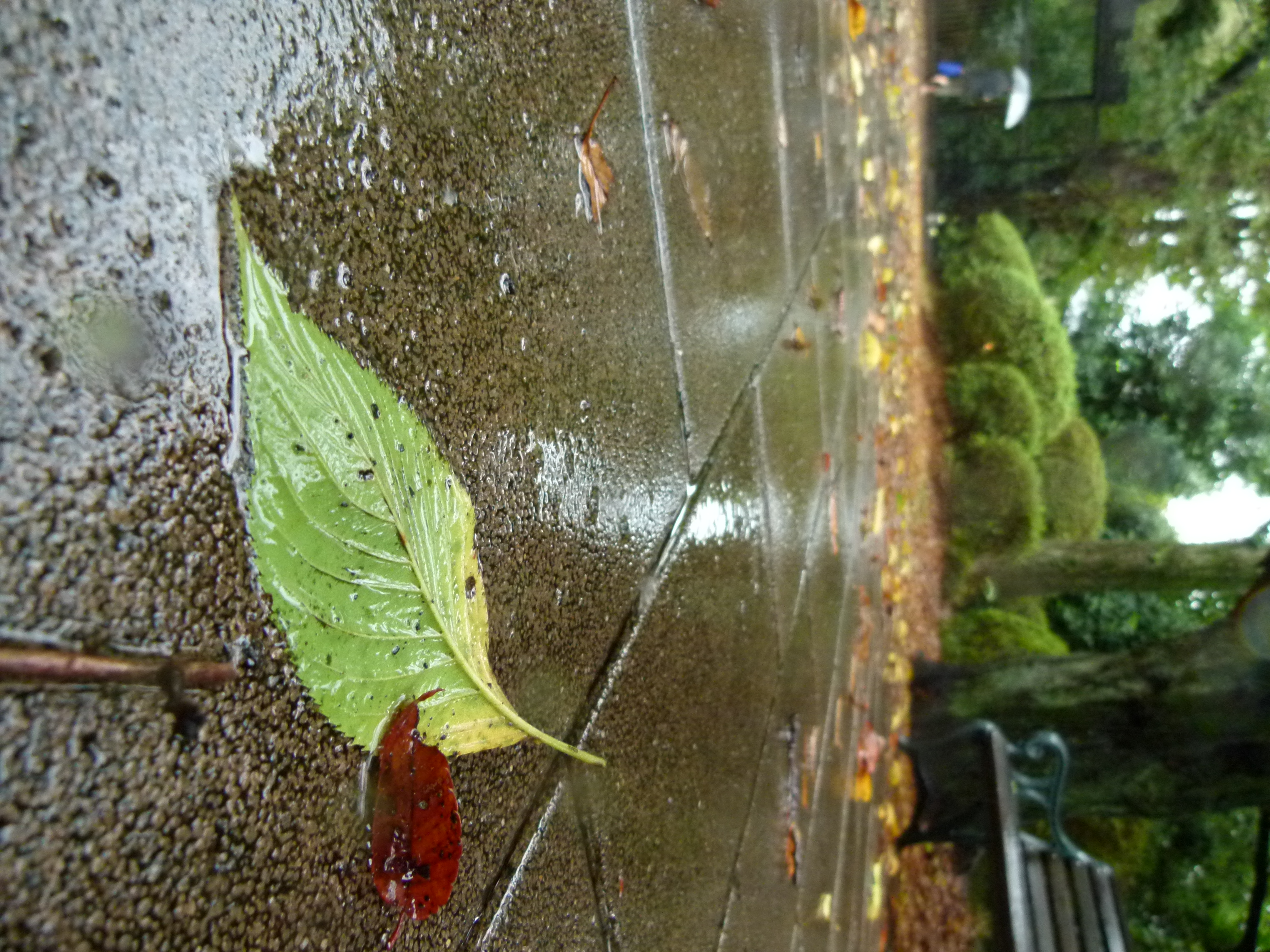 <b>DMC-FZ100 / 約5.8MB / 3,240×4,320 / 1/30秒 / F2.8 / 0.0EV / ISO400 / WB:晴天 / 4.5mm</b>