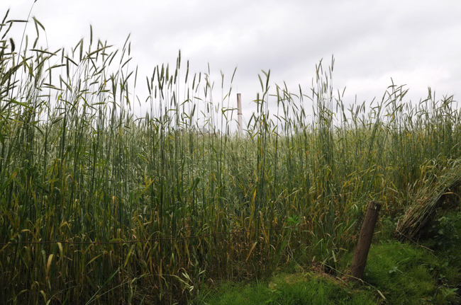 <b>（c）千代田路子</b>