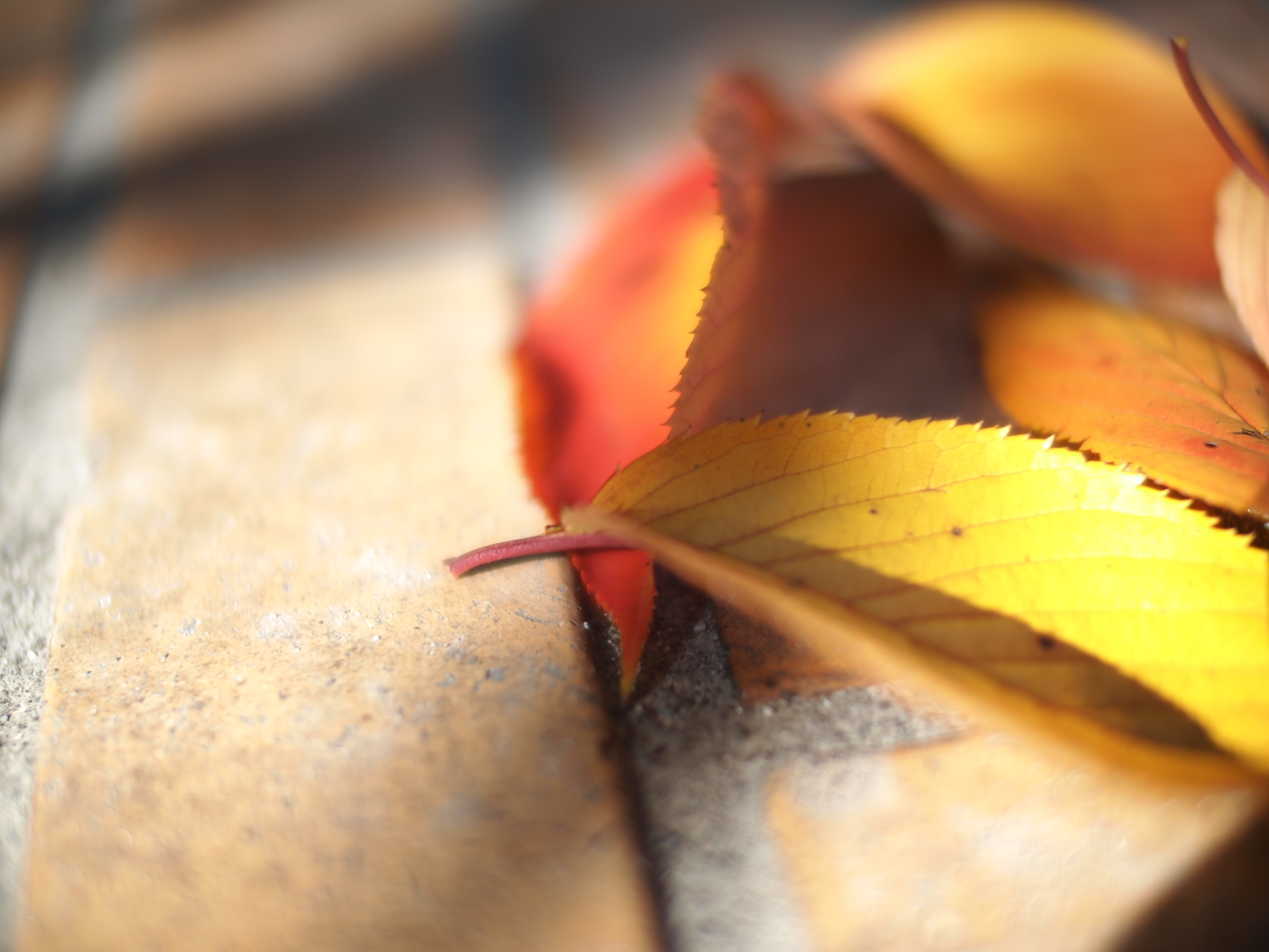 <b>E-PL1 / NOKTON 25mm F0.95 / 約4.5MB / 4,032×3,024 / 1/2,000秒 / F0.95 / ISO100</b>