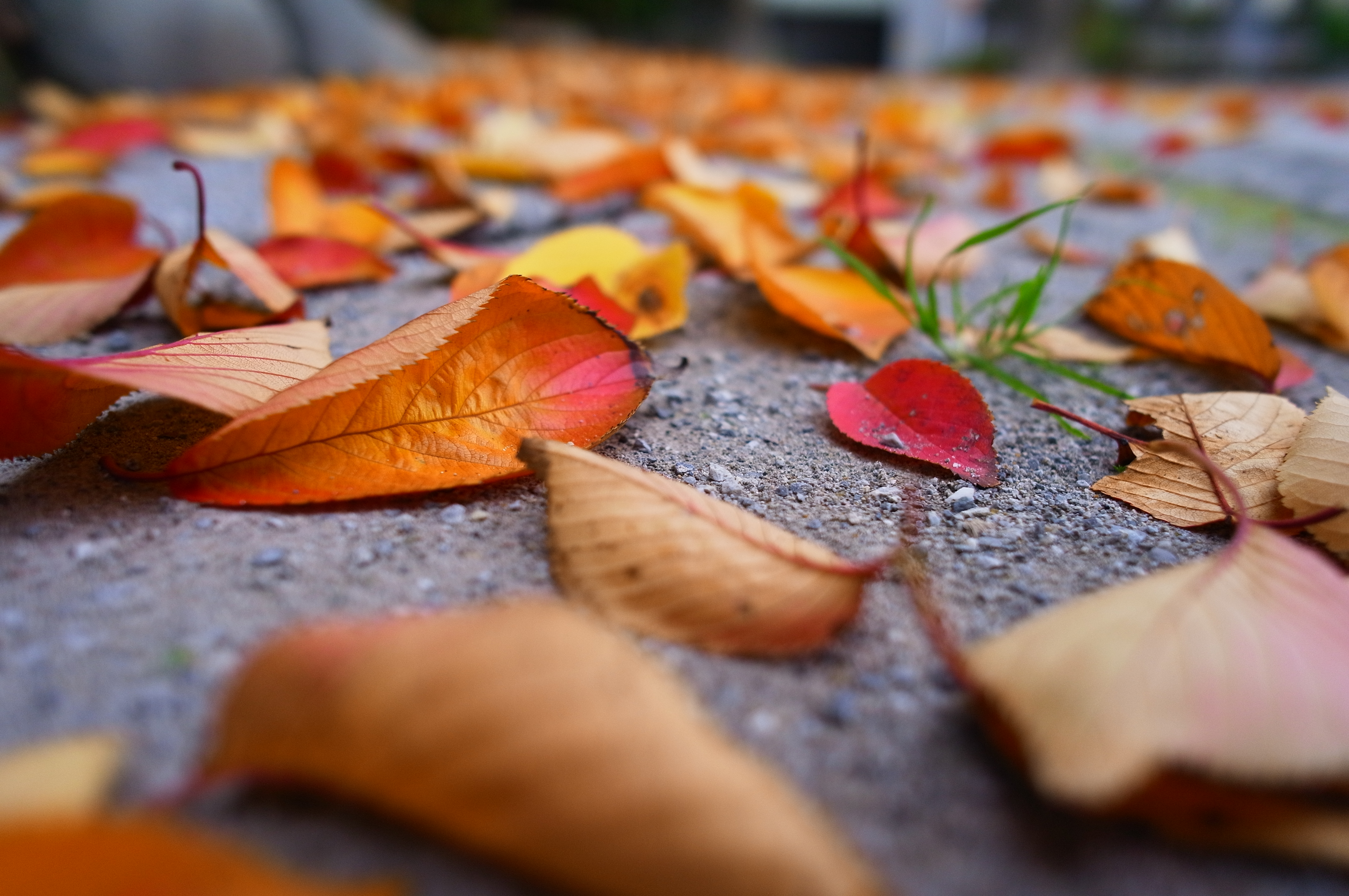 <b>GXR A12 / GR LENS A12 28mm F2.5 / 約4.1MB / 4,288×2,848 / 1/760秒 / F2.5 / 0.0EV / ISO400 / RICOHWB: / WB:マルチパターンAUTO / 18.3mm / 画像設定:ビビッド</b>