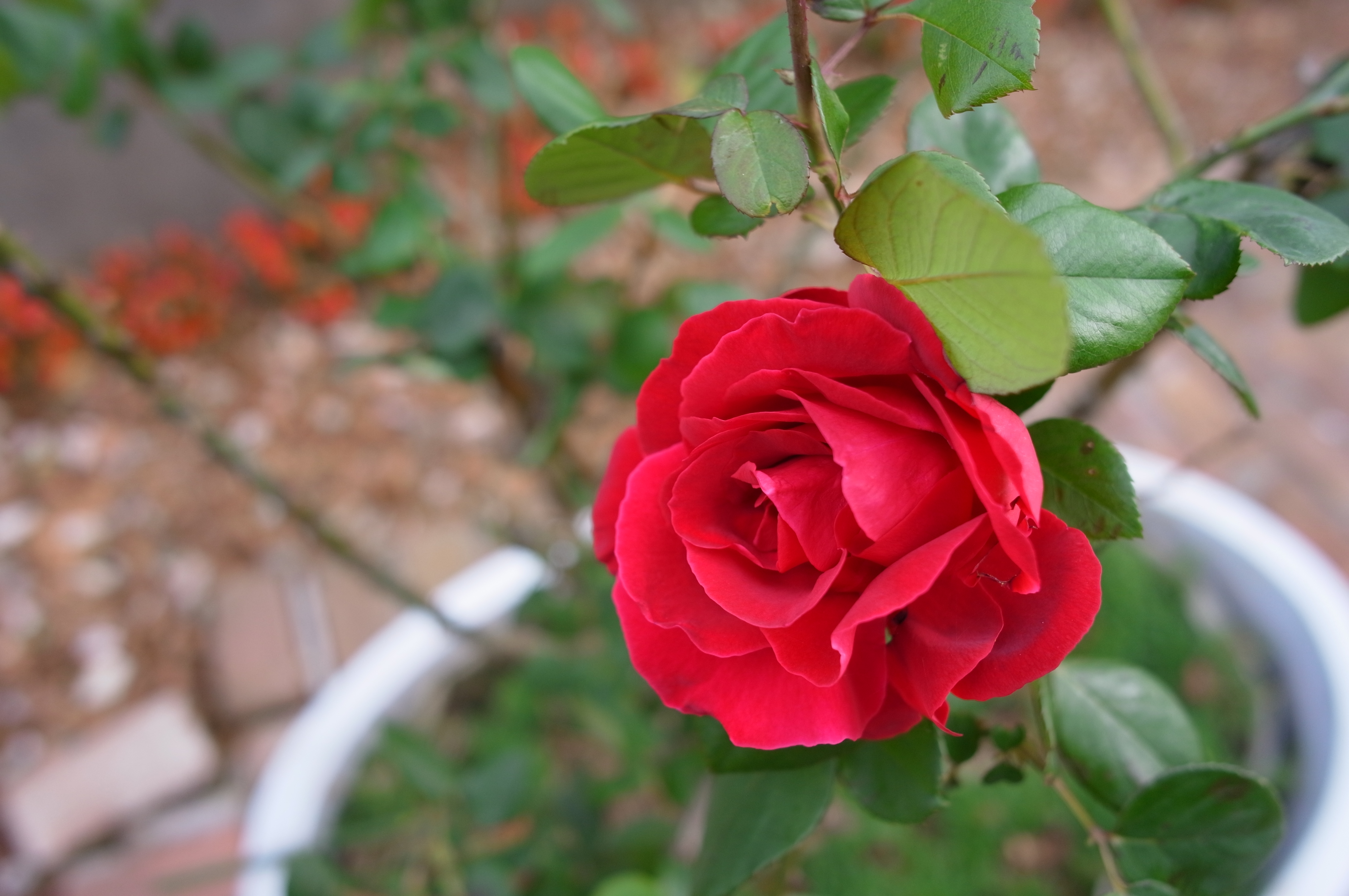 <b>F2.8<br>GXR A12 / GR LENS A12 28mm F2.5 / 約4.0MB / 4,288×2,848 / 1/540秒 / 0.0EV / ISO200 / WB:マルチパターンAUTO / 18.3mm / 画像設定:スタンダード</b>