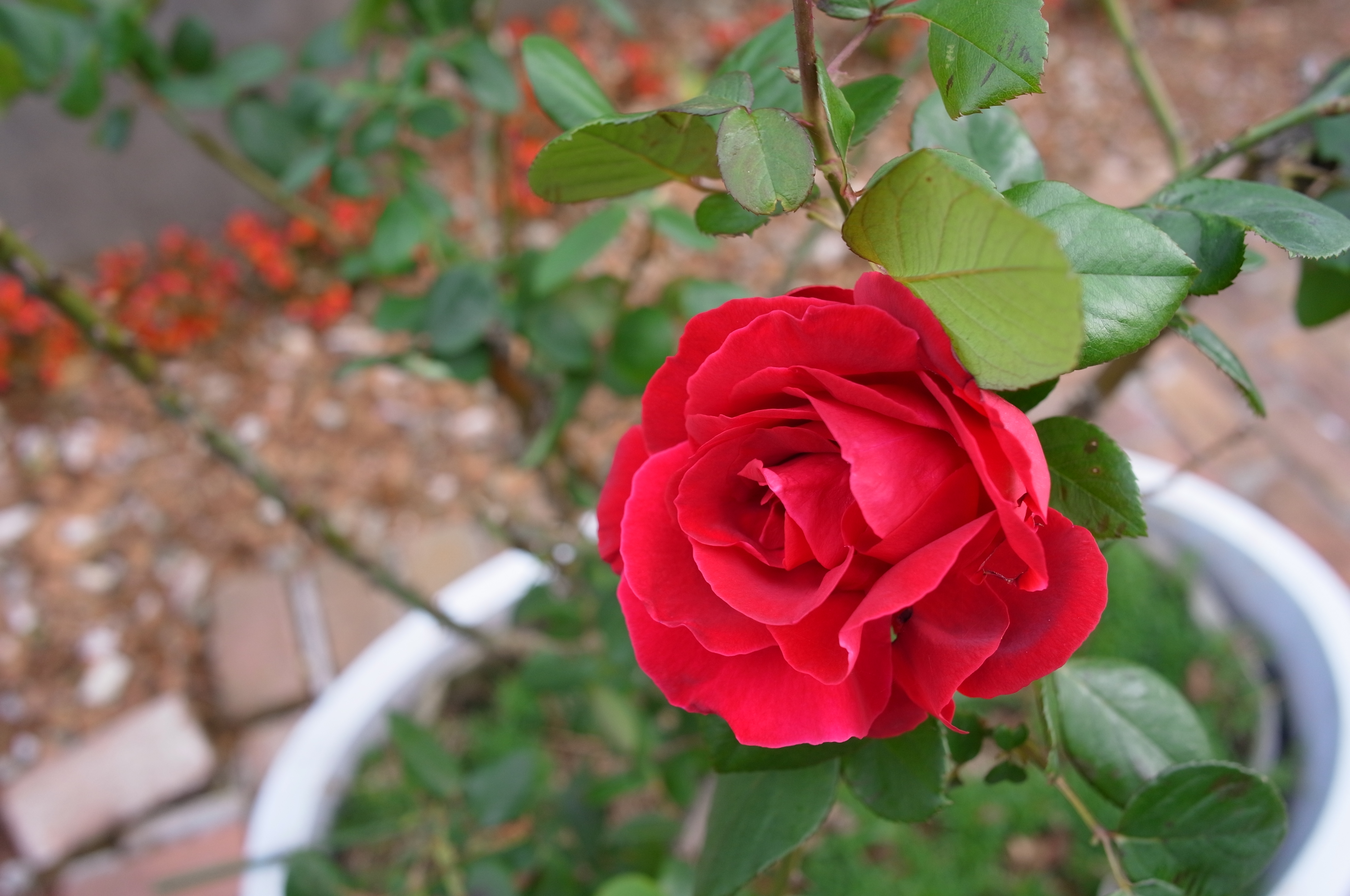 <b>F4<br>GXR A12 / GR LENS A12 28mm F2.5 / 約4.1MB / 4,288×2,848 / 1/250秒 / 0.0EV / ISO200 / WB:マルチパターンAUTO / 18.3mm / 画像設定:スタンダード</b>