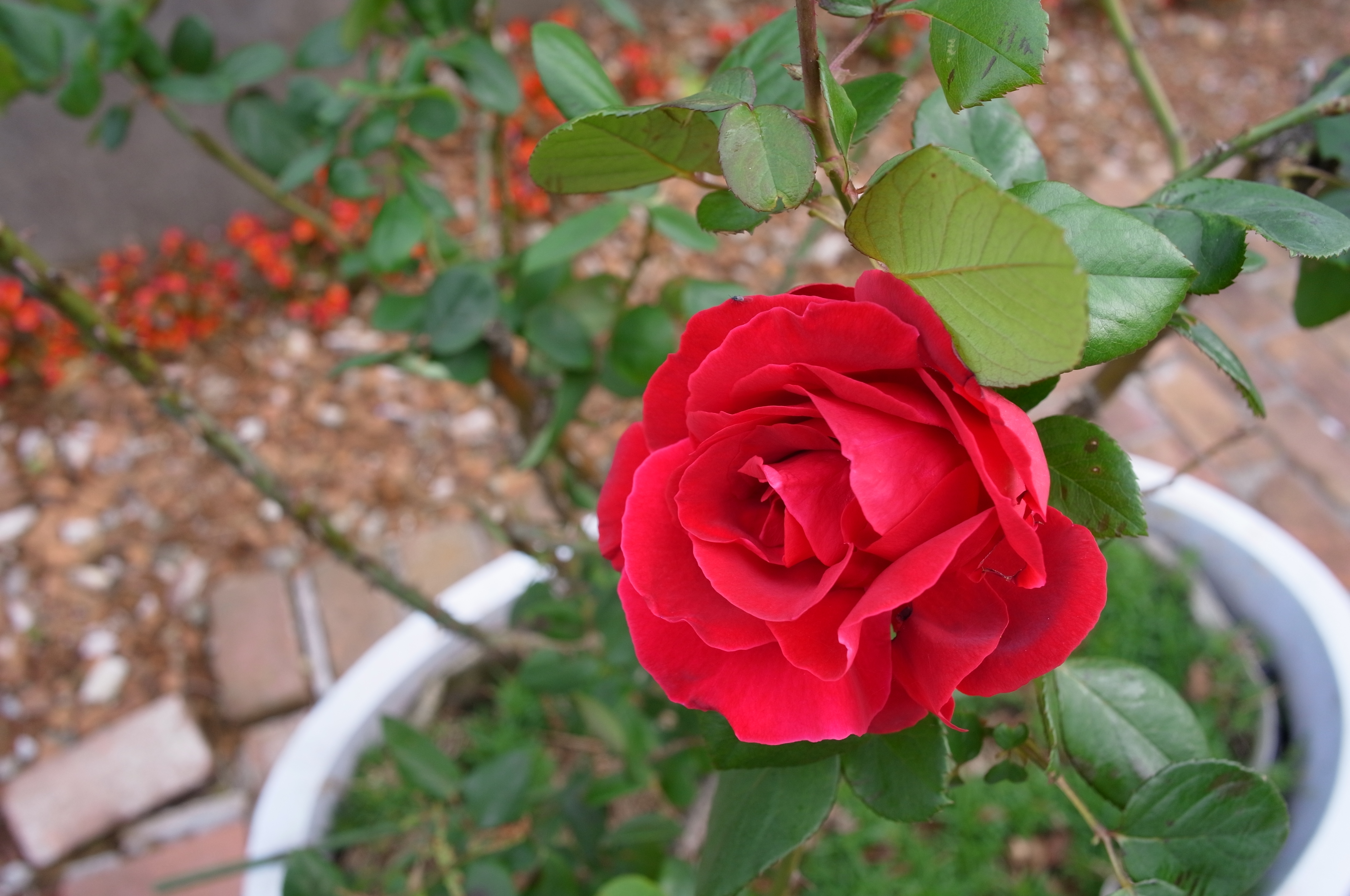 <b>F5.6<br>GXR A12 / GR LENS A12 28mm F2.5 / 約4.1MB / 4,288×2,848 / 1/133秒 / 0.0EV / ISO200 / WB:マルチパターンAUTO / 18.3mm / 画像設定:スタンダード</b>