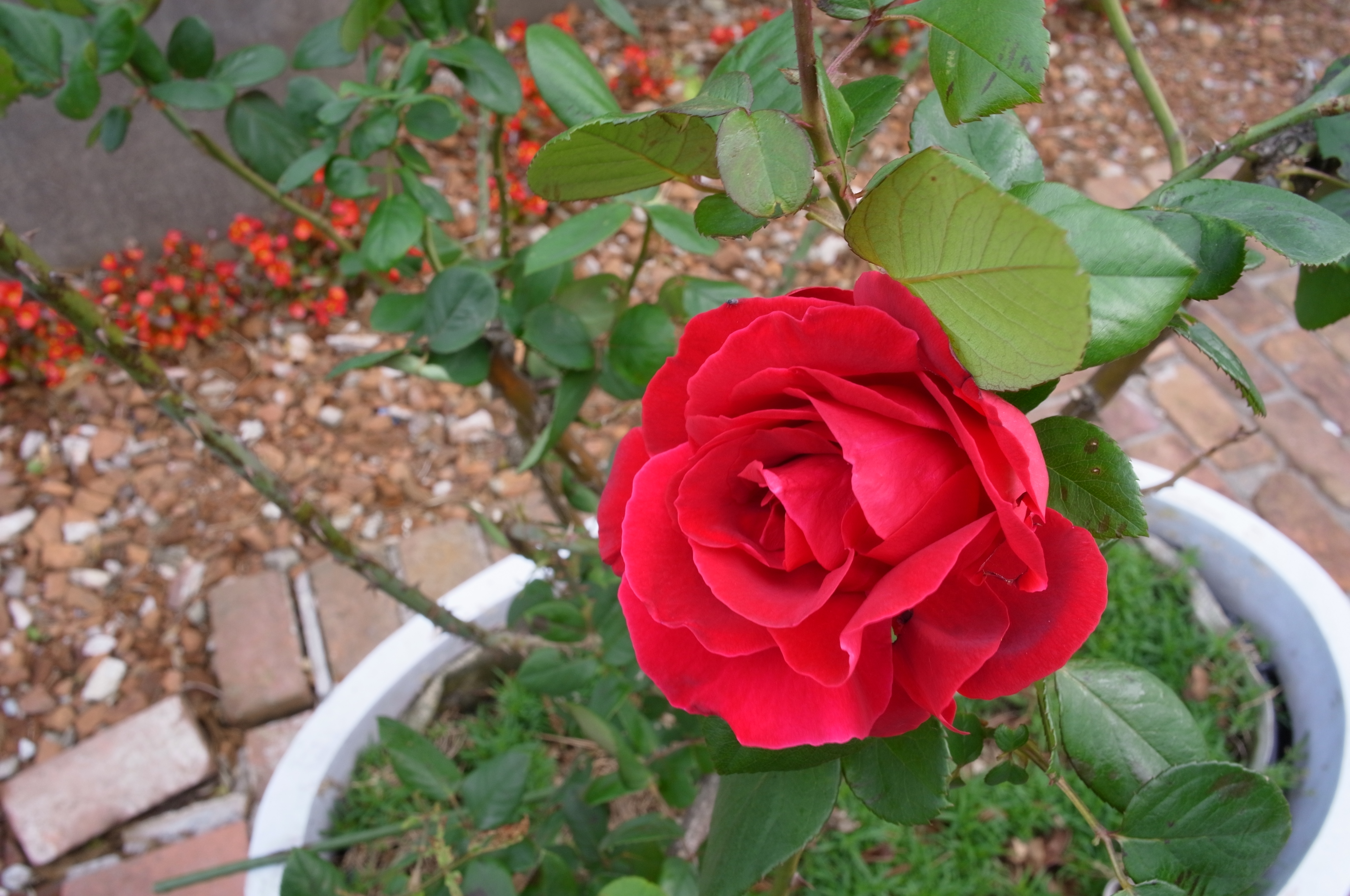 <b>F11<br>GXR A12 / GR LENS A12 28mm F2.5 / 約4.2MB / 4,288×2,848 / 1/32秒 / 0.0EV / ISO200 / WB:マルチパターンAUTO / 18.3mm / 画像設定:スタンダード</b>