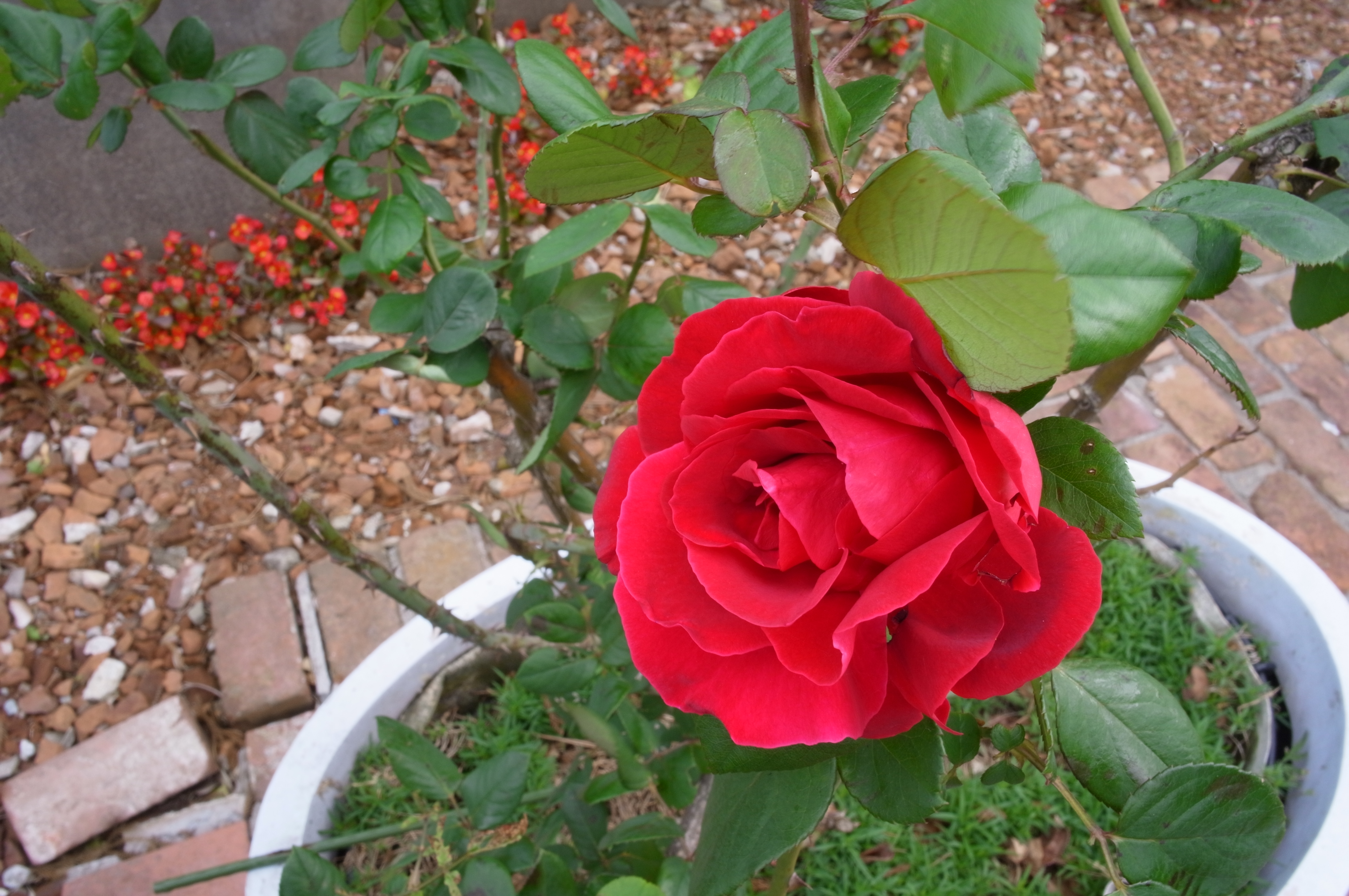 <b>F16<br>GXR A12 / GR LENS A12 28mm F2.5 / 約4.1MB / 4,288×2,848 / 1/14秒 / 0.0EV / ISO200 / WB:マルチパターンAUTO / 18.3mm / 画像設定:スタンダード</b>