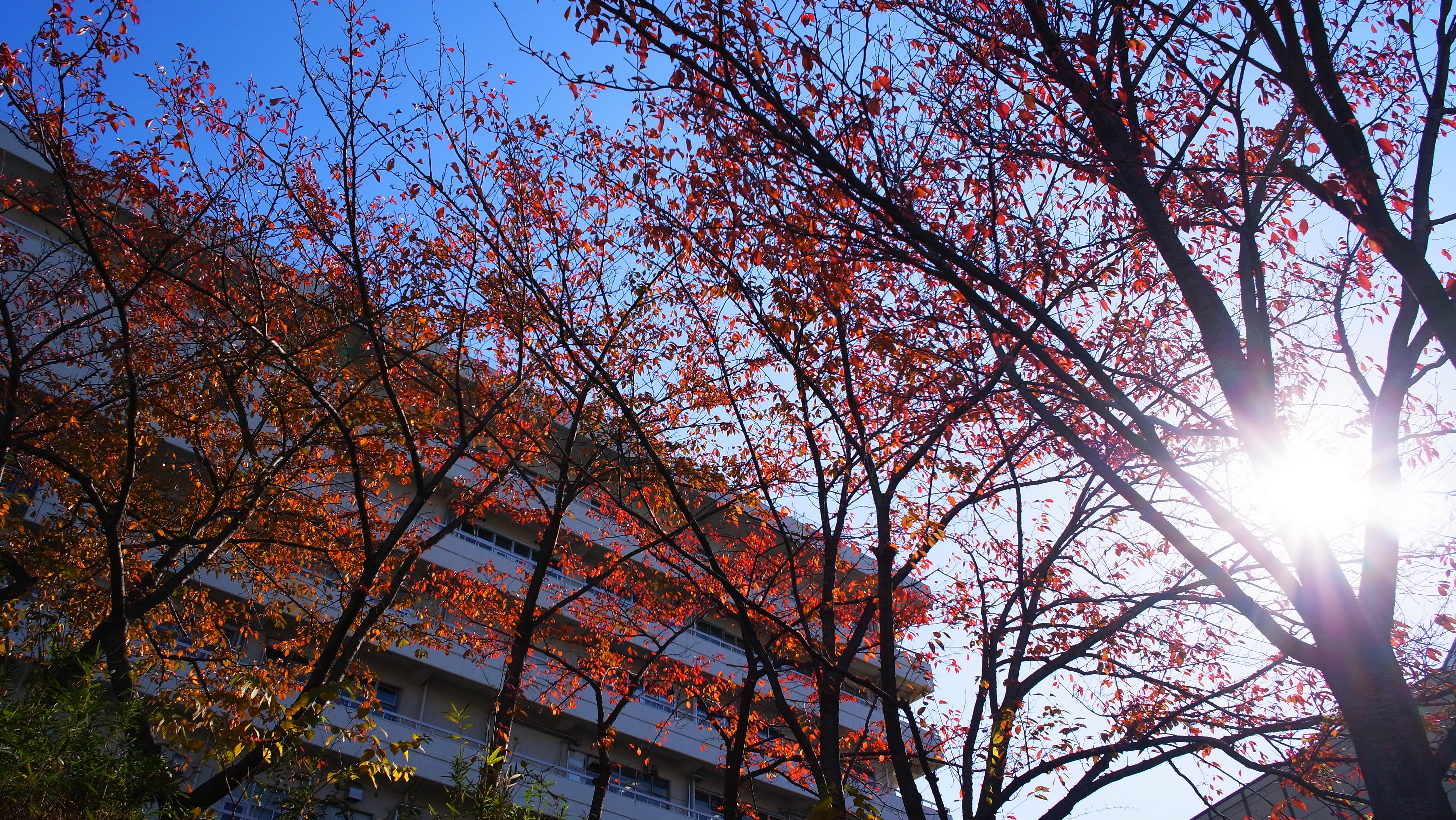 <b>16:9<br>GXR A12 / GR LENS A12 28mm F2.5 / 約3.5MB / 4,288×2,416 / 1/1,150秒 / F5.6 / +0.3EV / ISO200 / WB:屋外 / 18.3mm / 画像設定:ビビッド</b>