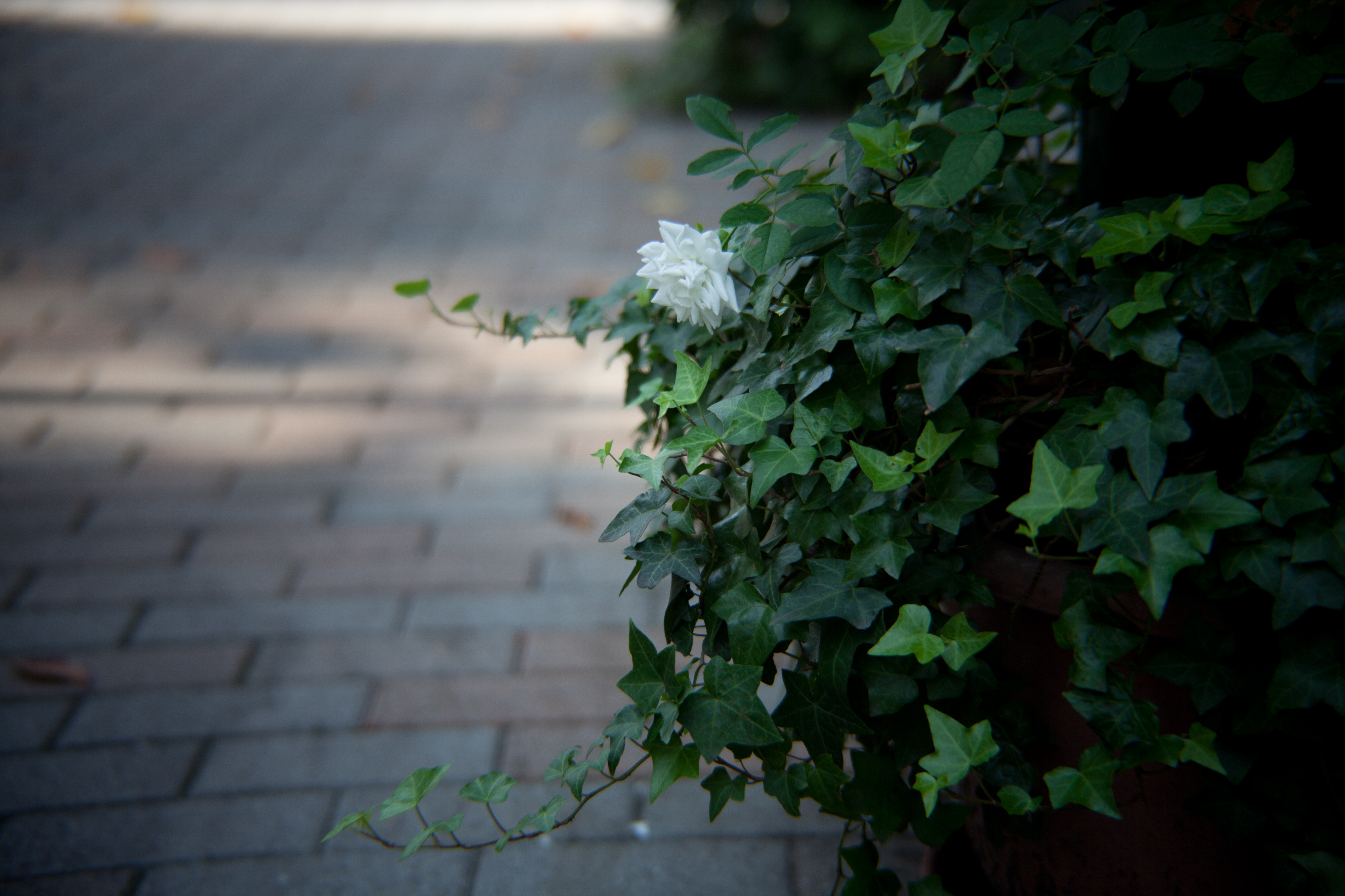 <b>EOS 5D Mark II / ズーマー36-82mm F2.8 / 5,616×3,744 / 1/125秒 / F2.8 / 0EV / ISO200 / WB:オート / 36-82mm</b>