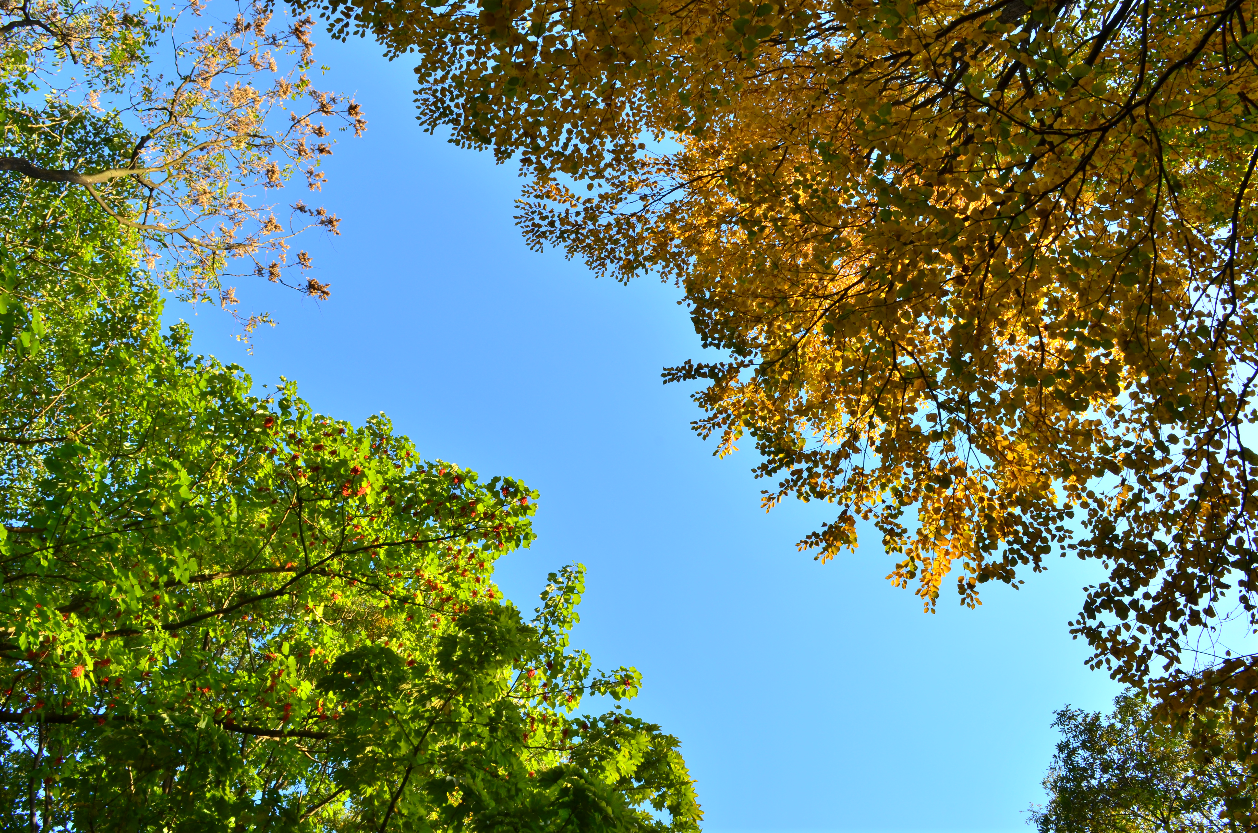 <b>現像画像（JPEG）その1<br>WB:晴天 / ピクチャーコントール:ビビッド（彩度+1）　 / ±0EV / D-ライティング:標準</b>