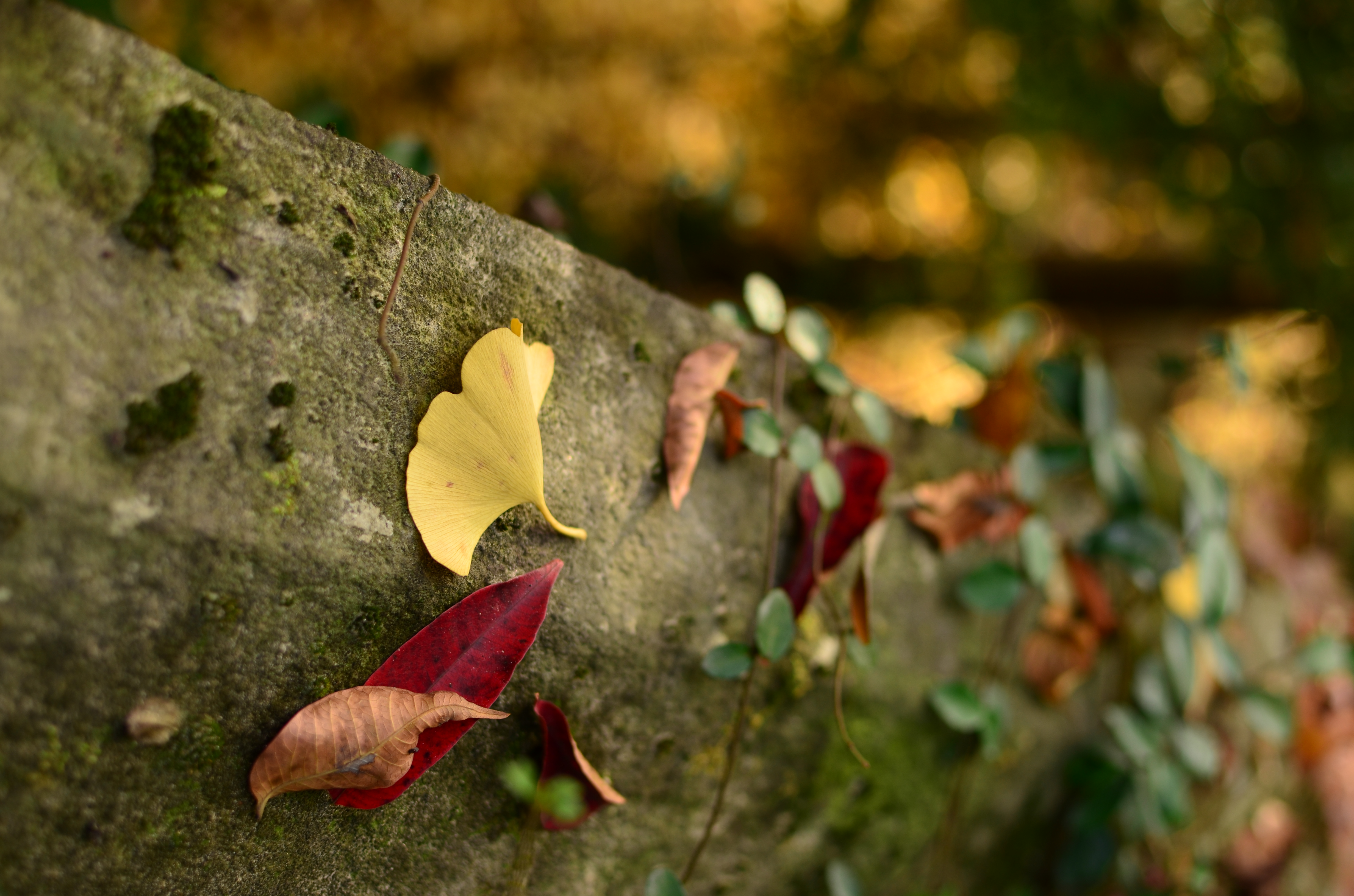 <b>撮影画像（JPEG）<br>WB:晴天 / ピクチャーコントール:ビビッド / -0.7EV / アクティブD-ライティング:弱め</b>