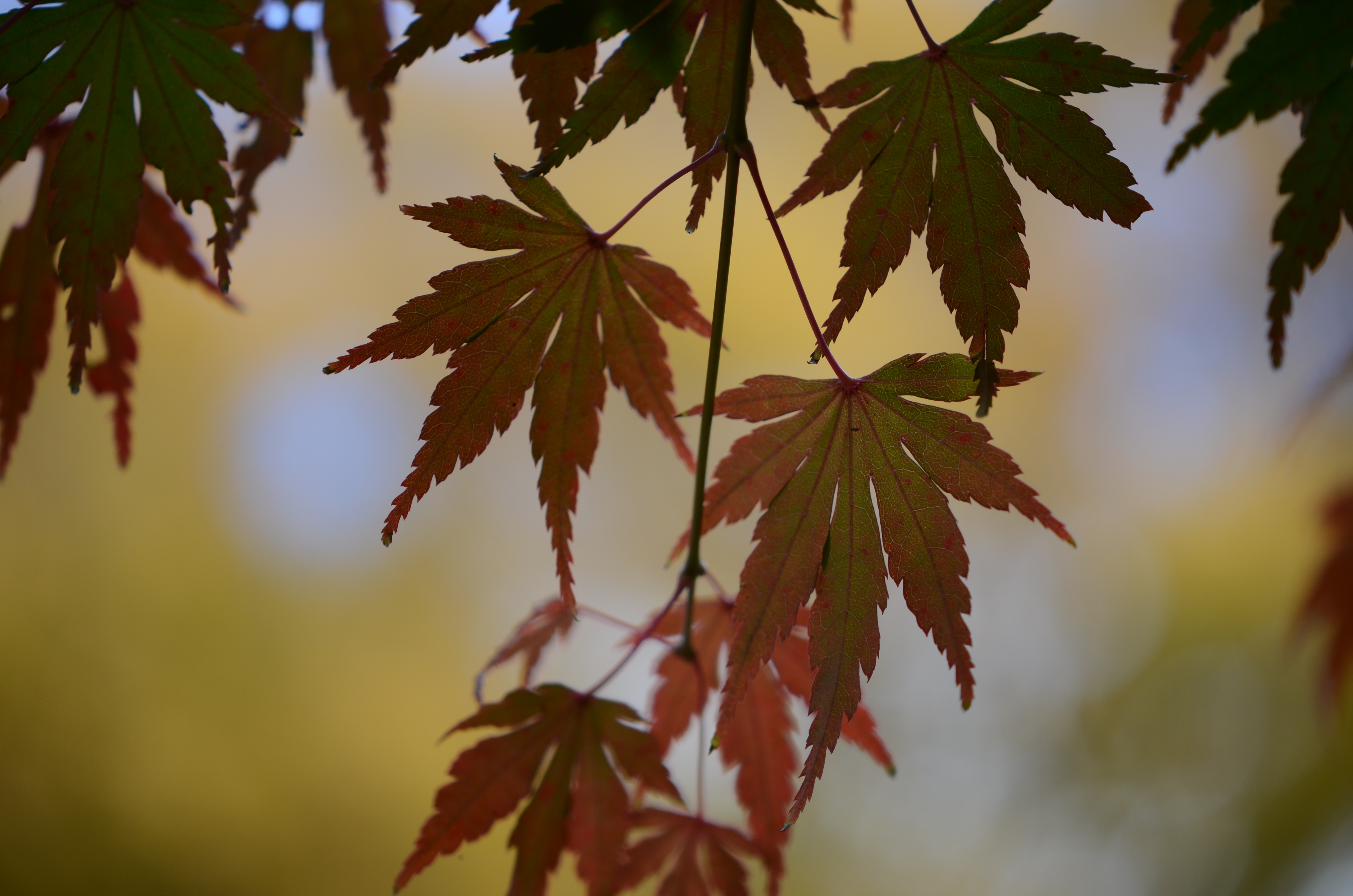 <b>撮影画像（JPEG）<br>WB:オート1 / ピクチャーコントール:スタンダード / ±0EV / アクティブD-ライティング:しない</b>