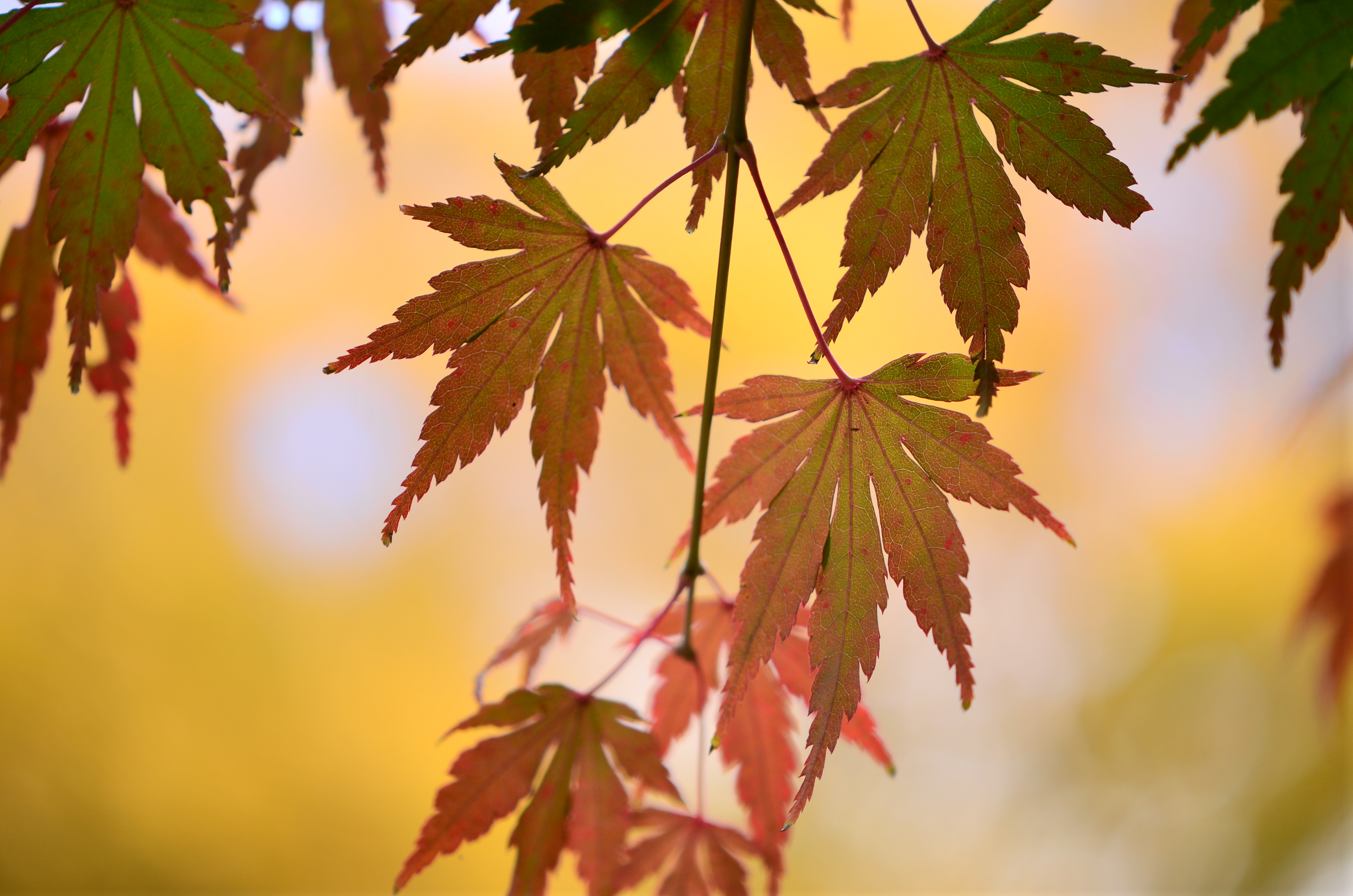 <b>現像画像（JPEG）<br>WB:晴天 / ピクチャーコントール:ビビッド / +0.7EV / D-ライティング[標準]</b>