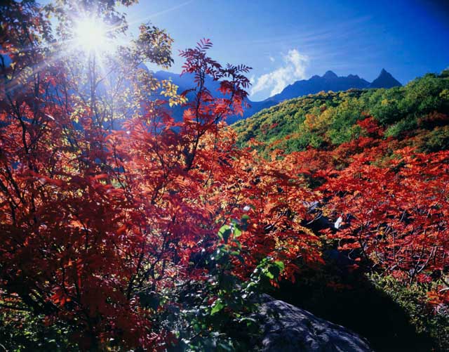 <b>秋たけなわの涸沢 (c)白籏史朗</b>