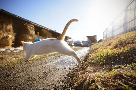 <b>(c) Noboru Sonehara</b>