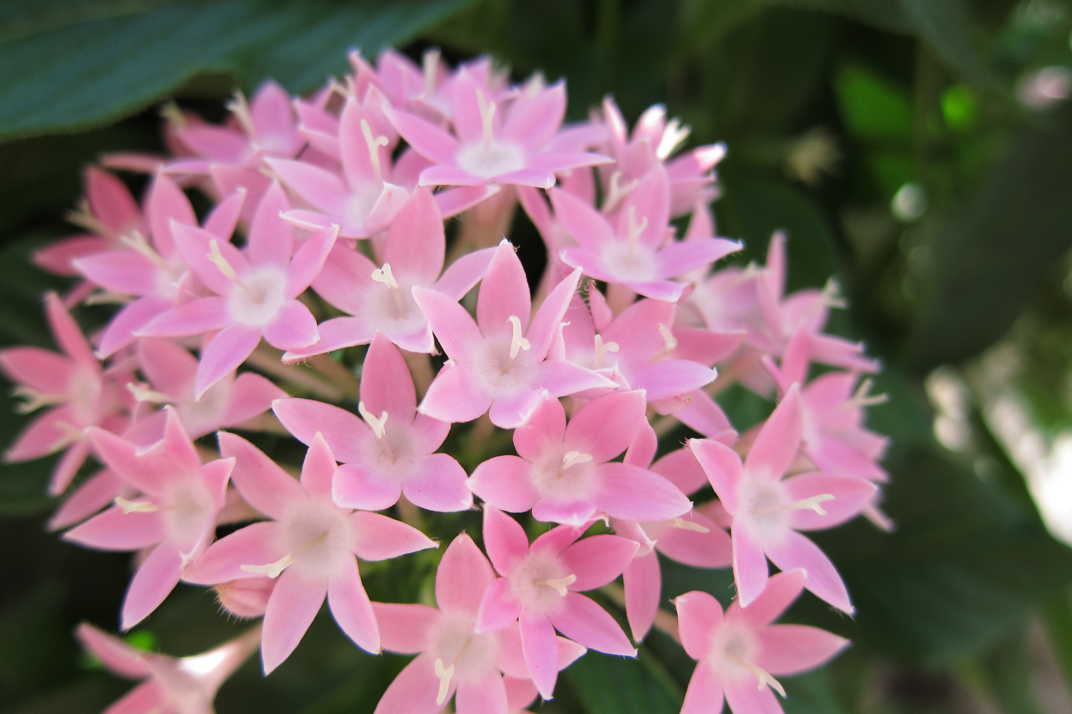 <b>PowerShot S95 / 約1.5MB / 3,648×2,432 / 1/400秒 / F2 / +0.7EV / ISO80 / WB:オート / 6mm</b>