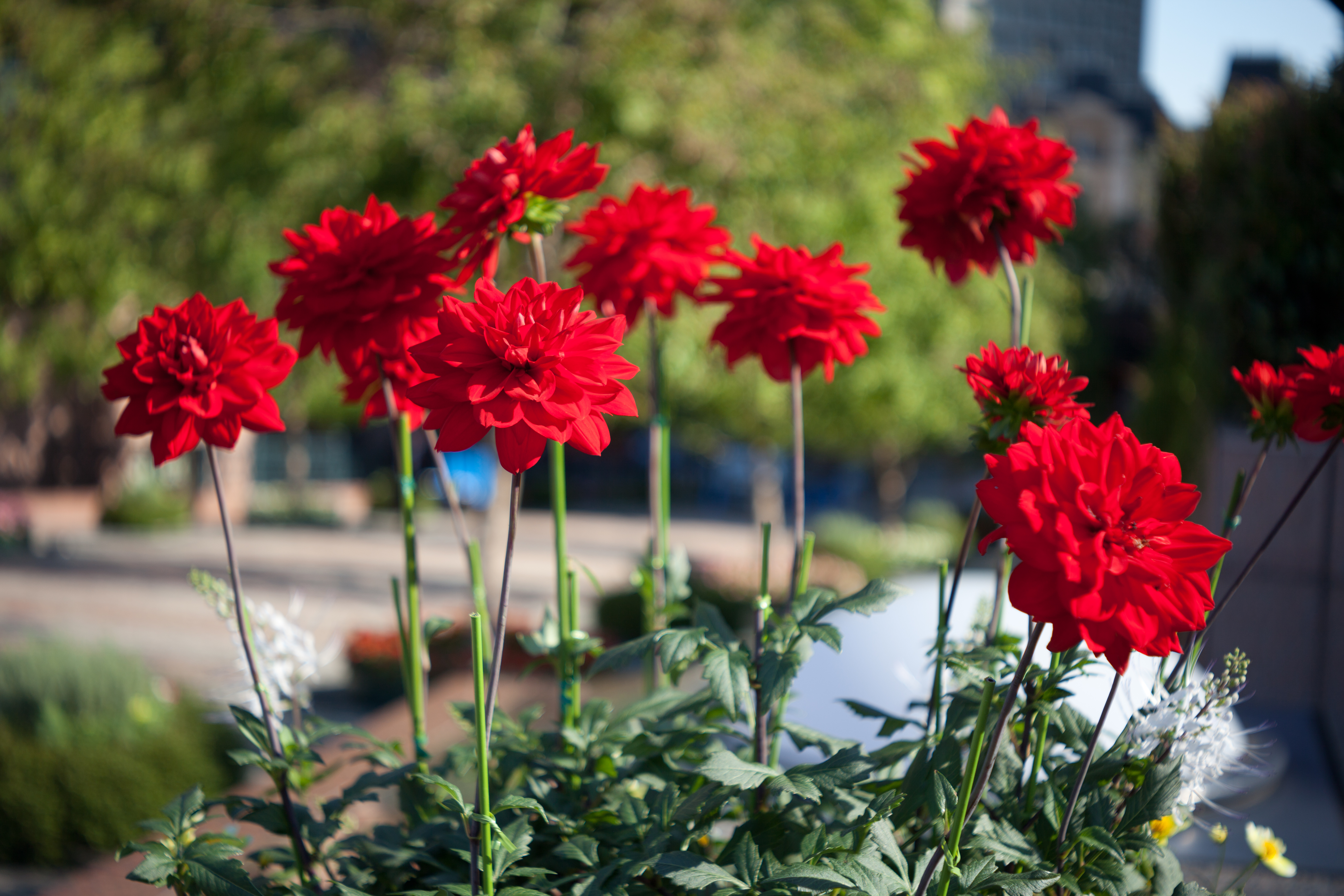 <b>EOS 5D Mark II / インダスター22 50mm F3.5 / 5,616×3,744 / 1/320秒 / F3.5 / 0EV / ISO100 / WB:オート / 50mm</b>