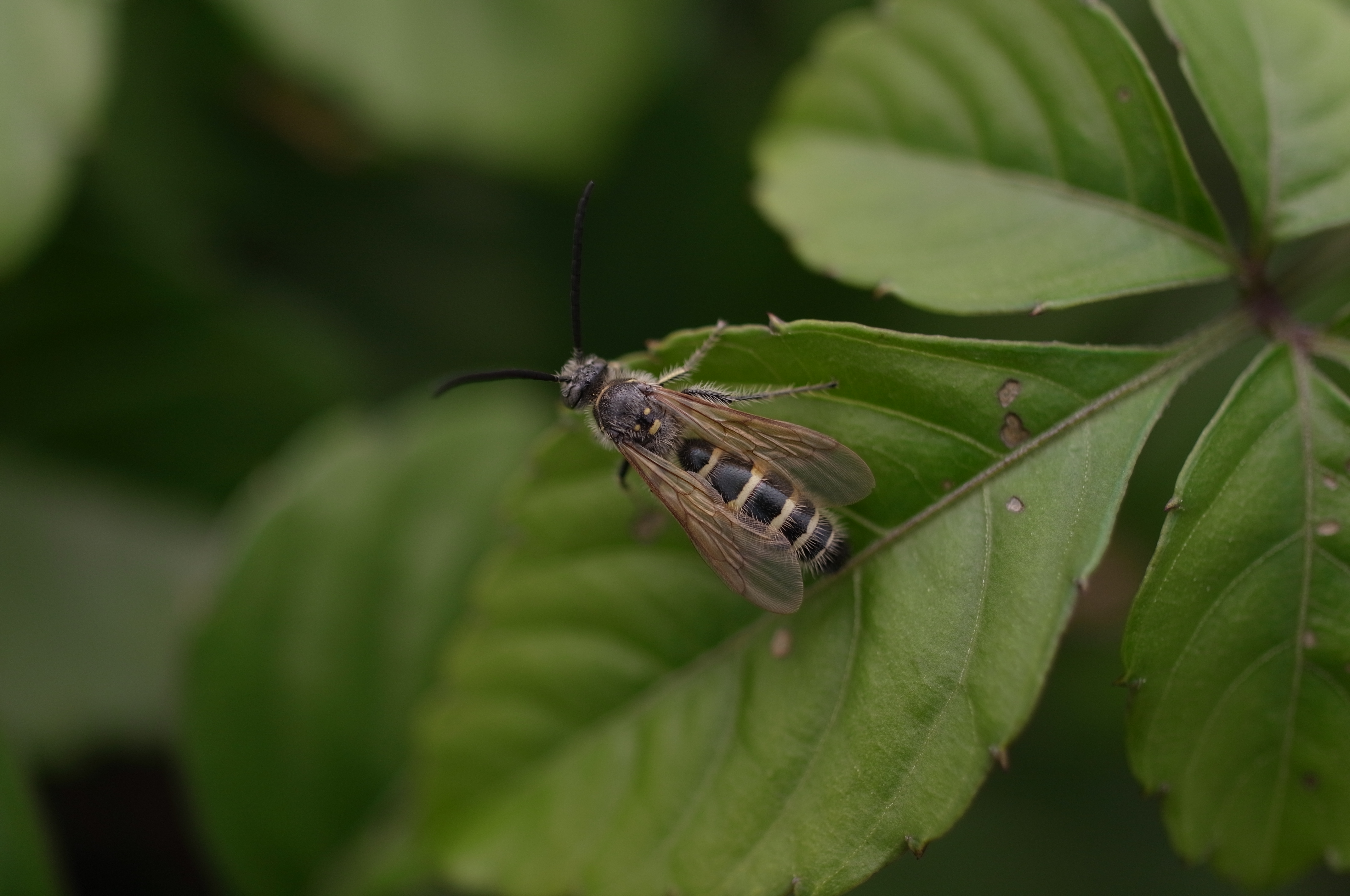 <b>これも11月1日に撮影したハラナガツチバチのオス。地味な虫の何気ない写真だが、ともかくAFできちんとピントが合っているのが驚き。以前のバージョンでは、このように小さなポイントにAFが合うことはなかった<br>GXR / GR LENS A12 50mm F2.5 Macro / 4,288×2,848 / 1/660秒 / F2.5 / -1EV / ISO200 / 絞り優先AE / WB:オート / 33mm</b>