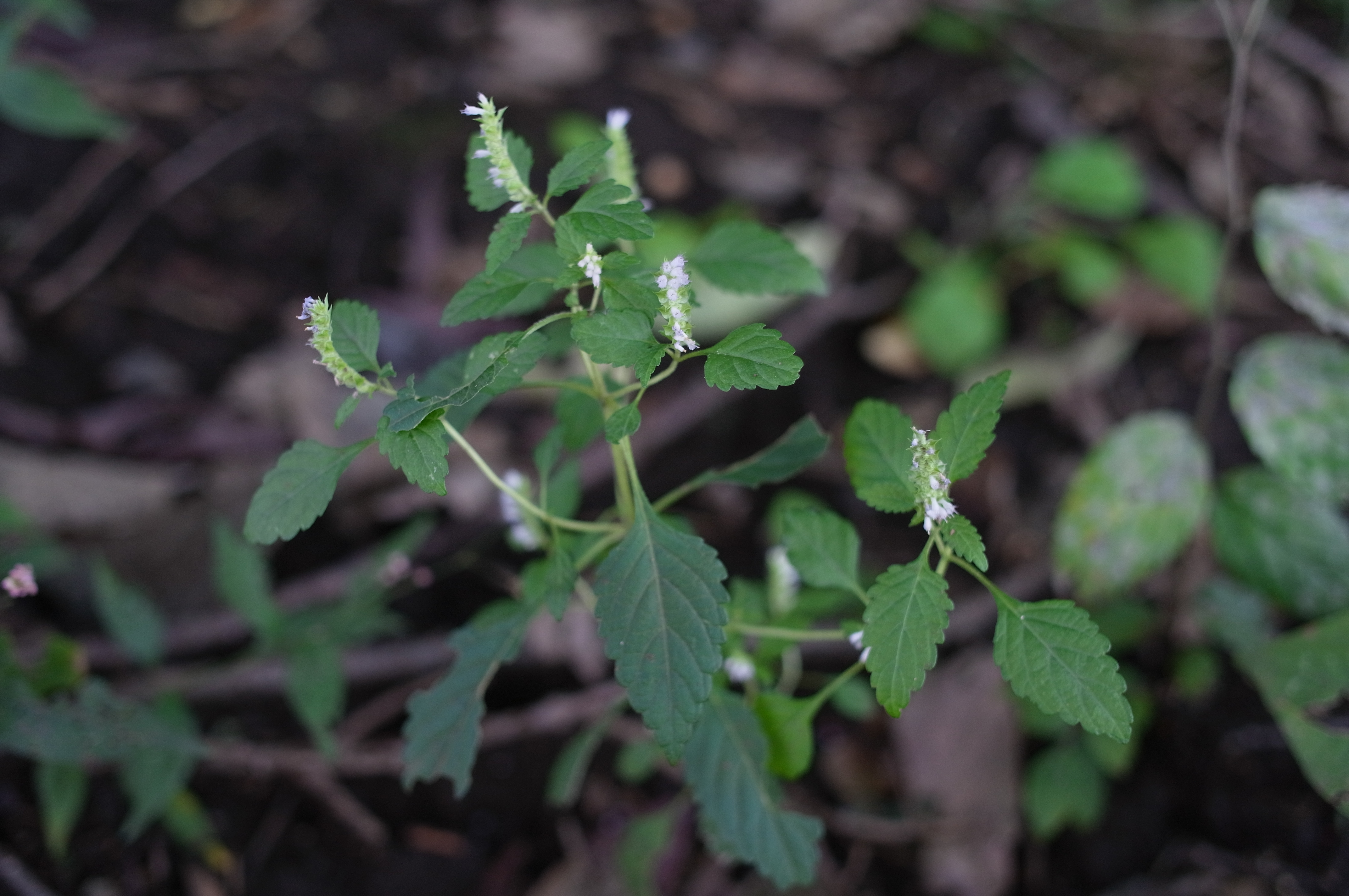 <b>雑木林の林床に生えていたナギナタコウジュ。花も葉も立体的な配列なのでピント位置を決めるのに迷ってしまった。花期はもう終わりのようで、ちょっと寂しい感じ。これも上手く表現すれば「情緒」になるかも知れない<br>GXR / GR LENS A12 50mm F2.5 Macro / 4,288×2,848 / 1/140秒 / F2.5 / -1EV / ISO400 / 絞り優先AE / WB:オート / 33mm</b>
