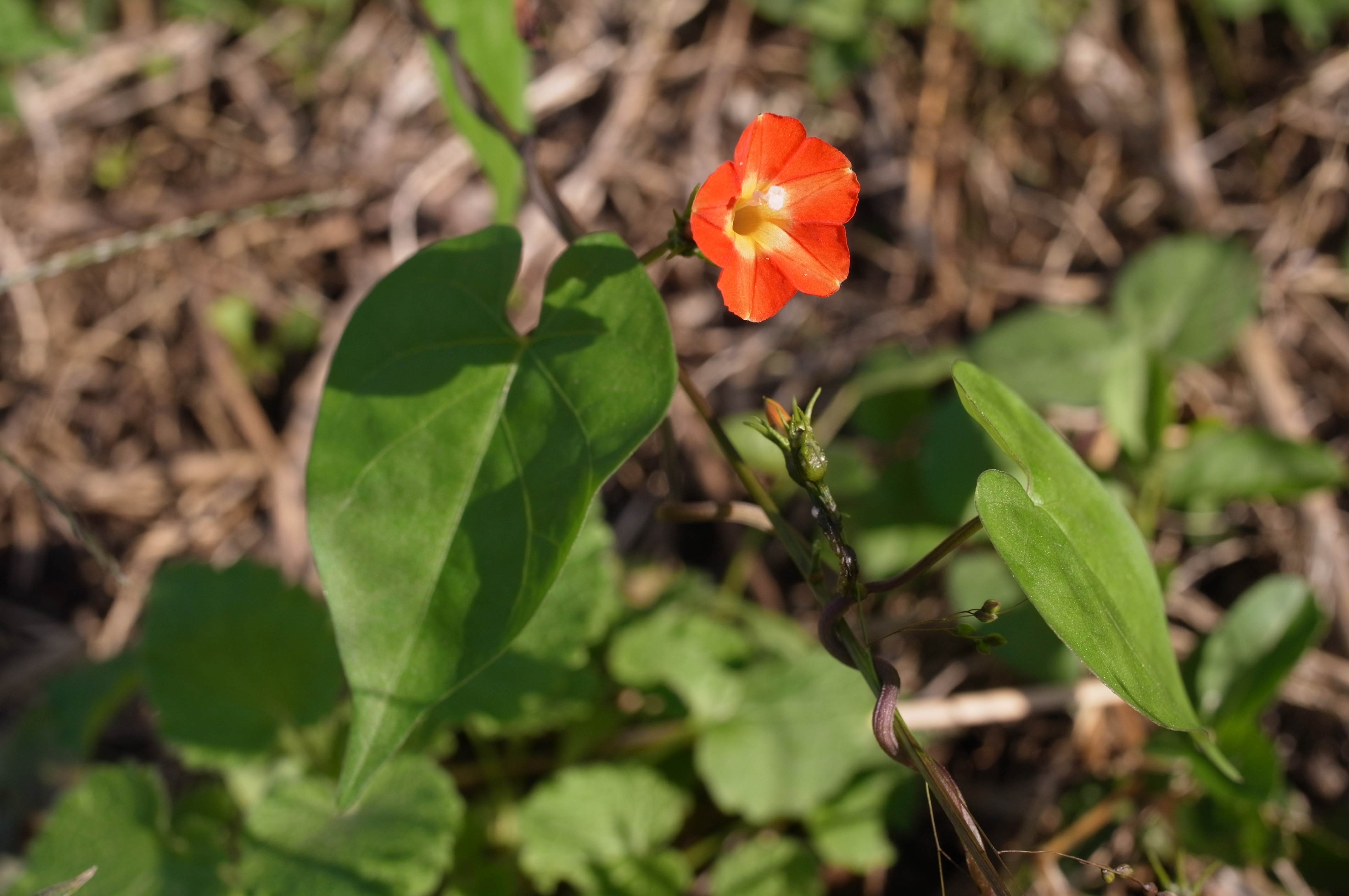 <b>オレンジ色の花びらが鮮やかなマルバルコウソウ。アサガオの仲間のつる植物だが、花の直径は2cmほどと小さい。花と葉の距離がずれているのでF8まで絞っている。ピントはもちろん花に合わせている<br>GXR / GR LENS A12 50mm F2.5 Macro / 4,288×2,848 / 1/1,100秒 / F8 / -0.7EV / ISO200 / 絞り優先AE / WB:オート / 33mm</b>