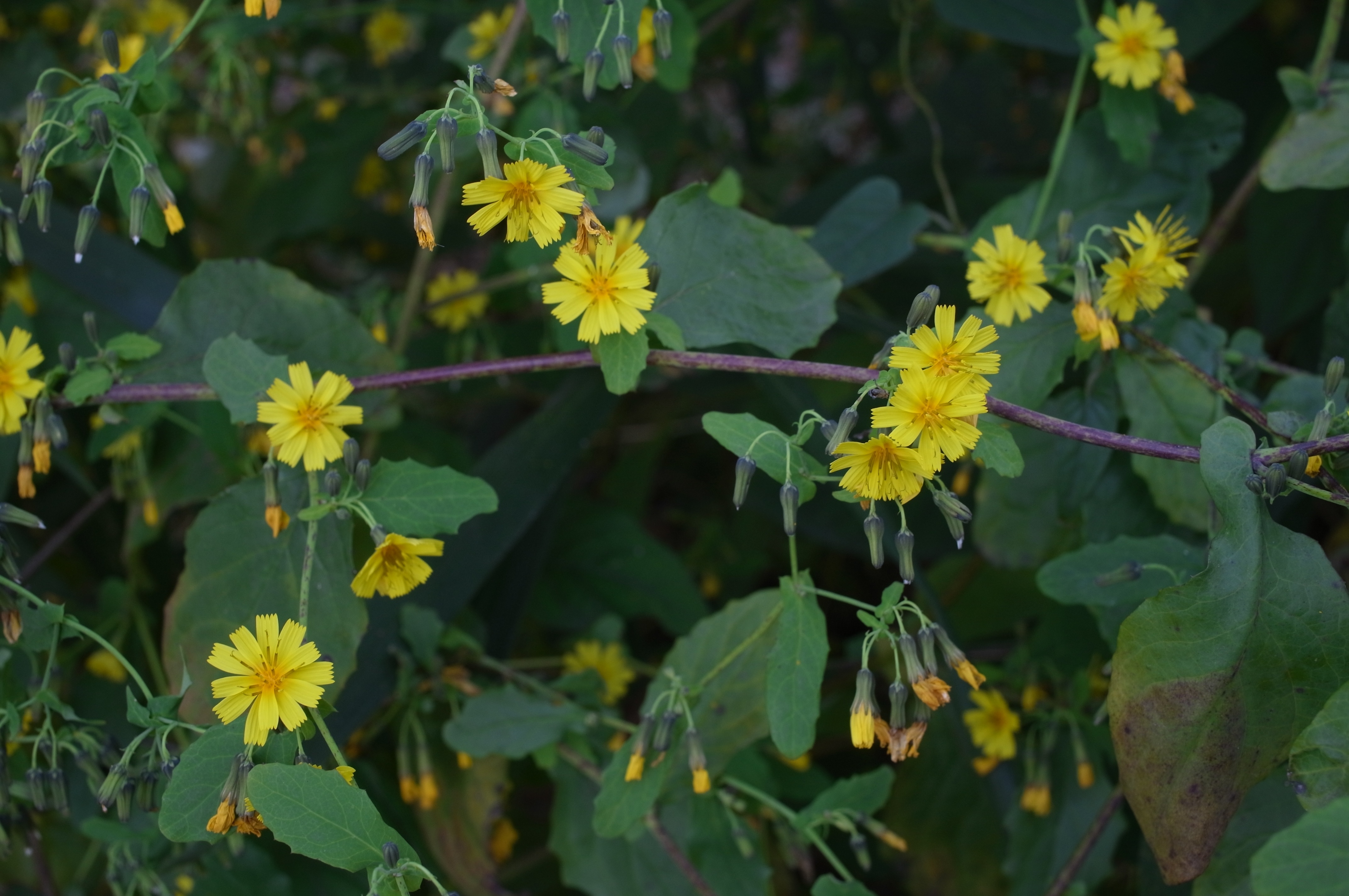 <b>雑木林の脇に生えていたヤクシソウは、まだまだ花盛りといった感じ。たくさん咲いている花をどう表現するのか? というのは慣れないのでなかなか難しい。ピントは右の花に合わせたが、葉の雰囲気を出すためにF8まで絞っている。シャッター速度1/24秒の手持ち撮影だが、奇跡的に!? ブレていない。<br>GXR / GR LENS A12 50mm F2.5 Macro / 4,288×2,848 / 1/24秒 / F8 / -1.3EV / ISO200 / 絞り優先AE / WB:オート / 33mm</b>