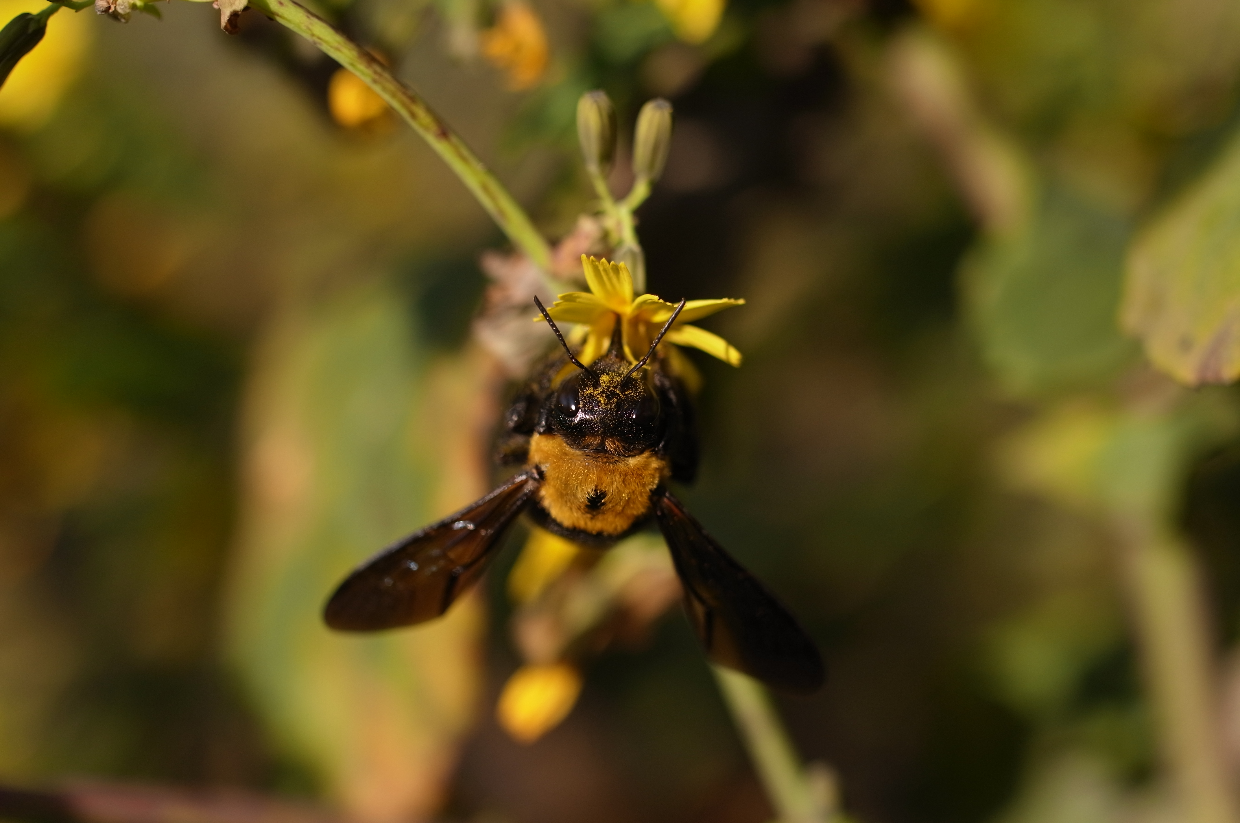 <b>クマバチも久しぶりに見た。ヤクシソウの蜜を吸っているが、頭に花粉がたくさん付いている。昆虫の体毛が、花粉を運ぶために役立っているのがよく分かる。<br>GXR / GR LENS A12 50mm F2.5 Macro / 4,288×2,848 / 1/1,100秒 / F2.8 / -1EV / ISO200 / 絞り優先AE / WB:オート / 33mm</b>