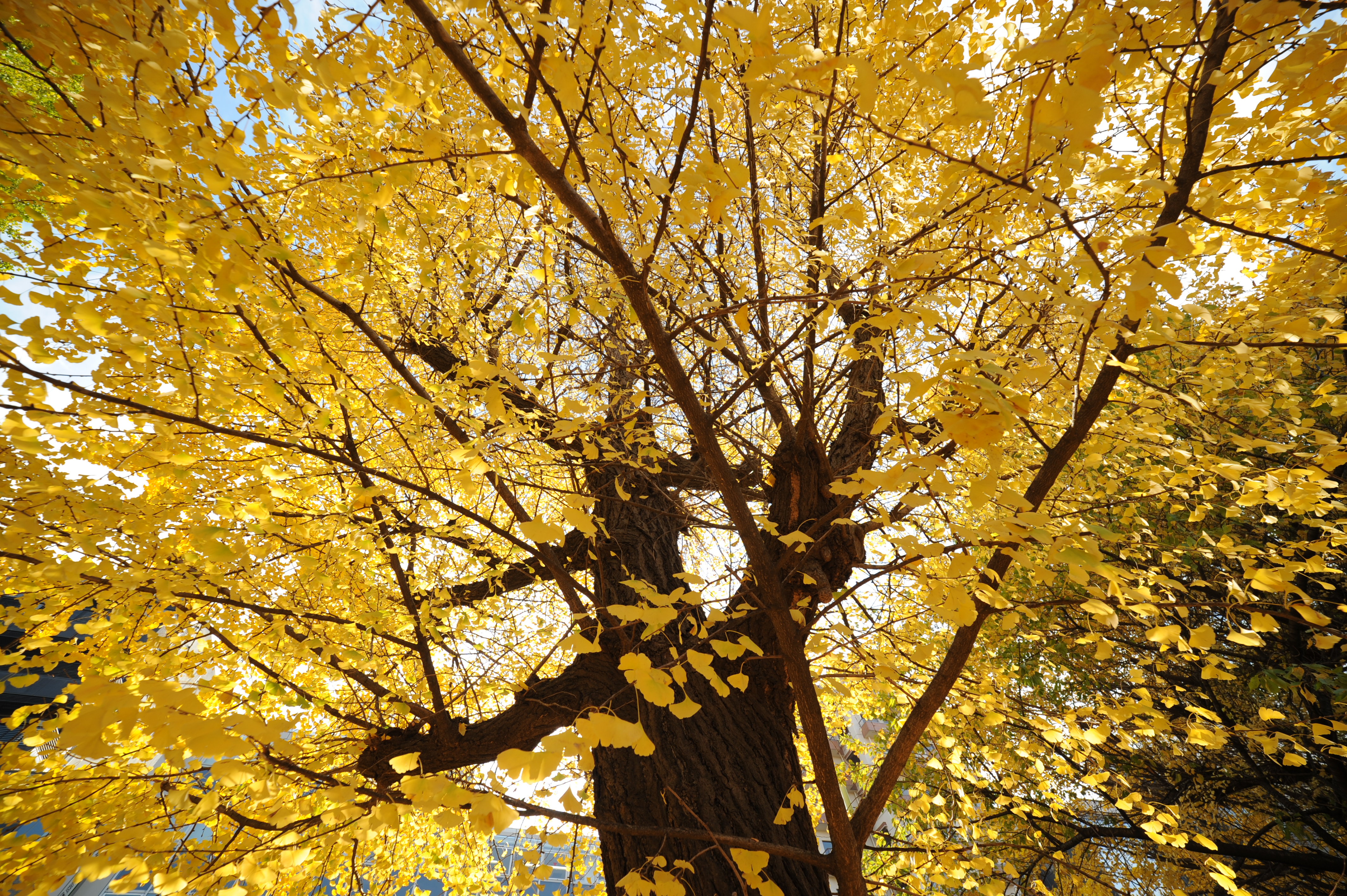 <b>D700 / 14mm F2.8 ED AS IF UMC / 4,256×2,832 / 1/200秒 / F5.6 / +1EV / ISO200 / 絞り優先AE / WB:晴天 / 14mm</b>