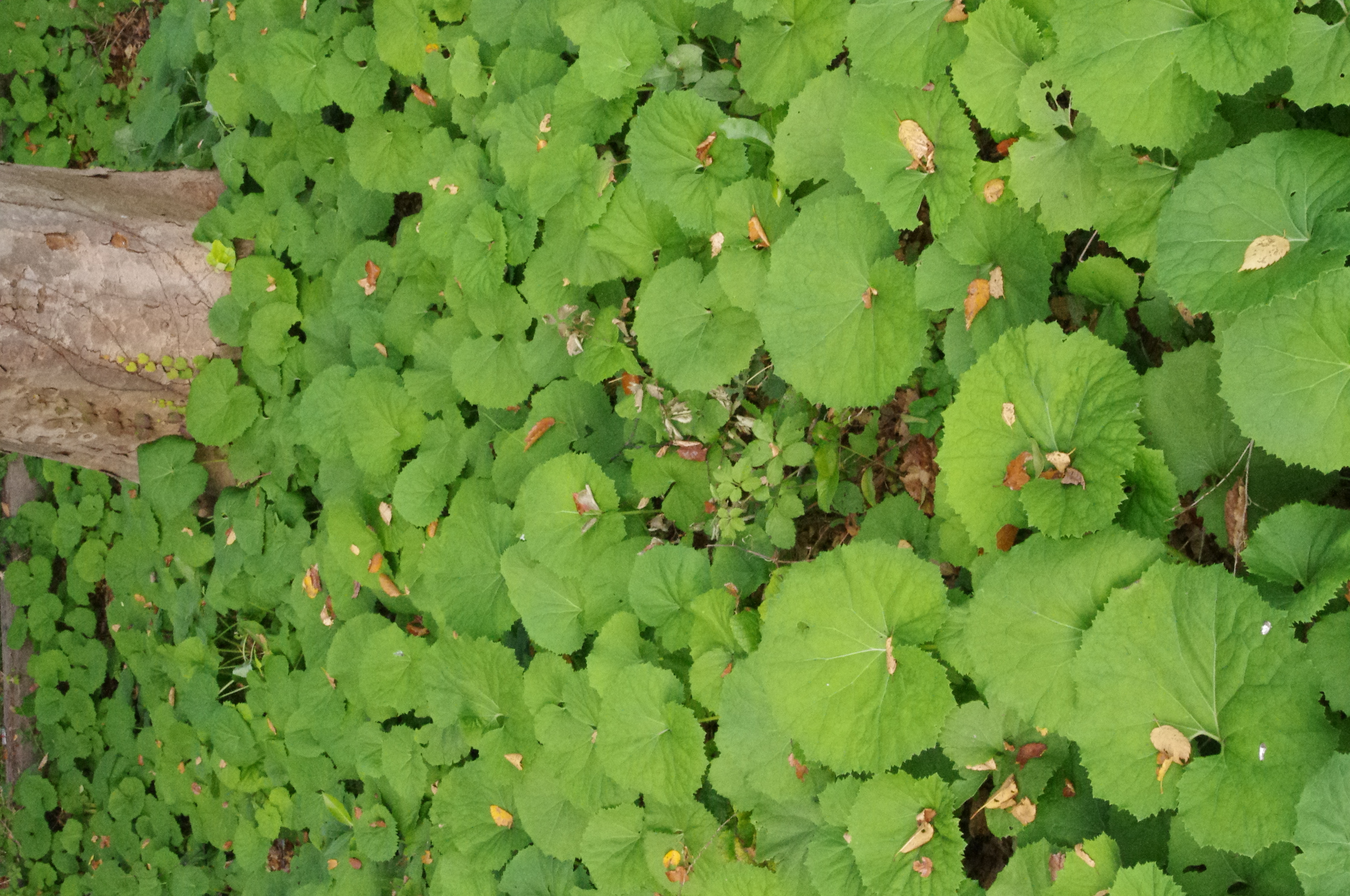 <b>ISO6400<br>K-r / DA 18-55mm F3.5-5.6 AL / 約5.3MB / 2,848×4,288 / 1/80秒 / F29 / 0.0EV / WB:オート / 37.5mm</b>