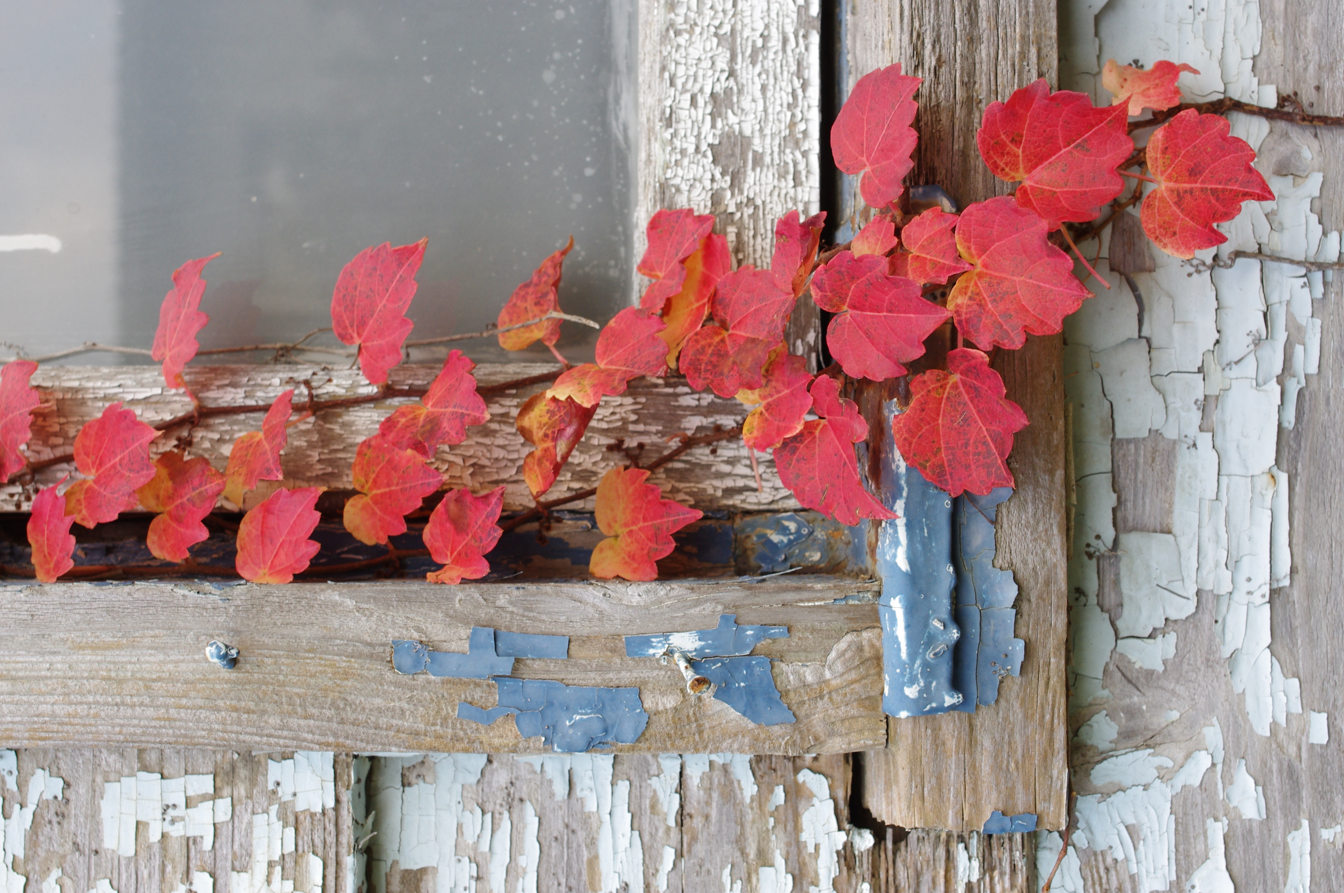 <b>画像仕上げ:鮮やか<br>K-r / DA 35mm F2.4 AL / 約5.5MB / 2,848×4,288 / 1/80秒 / F8 / 0.0EV / ISO400 / WB:オート / 35mm</b>